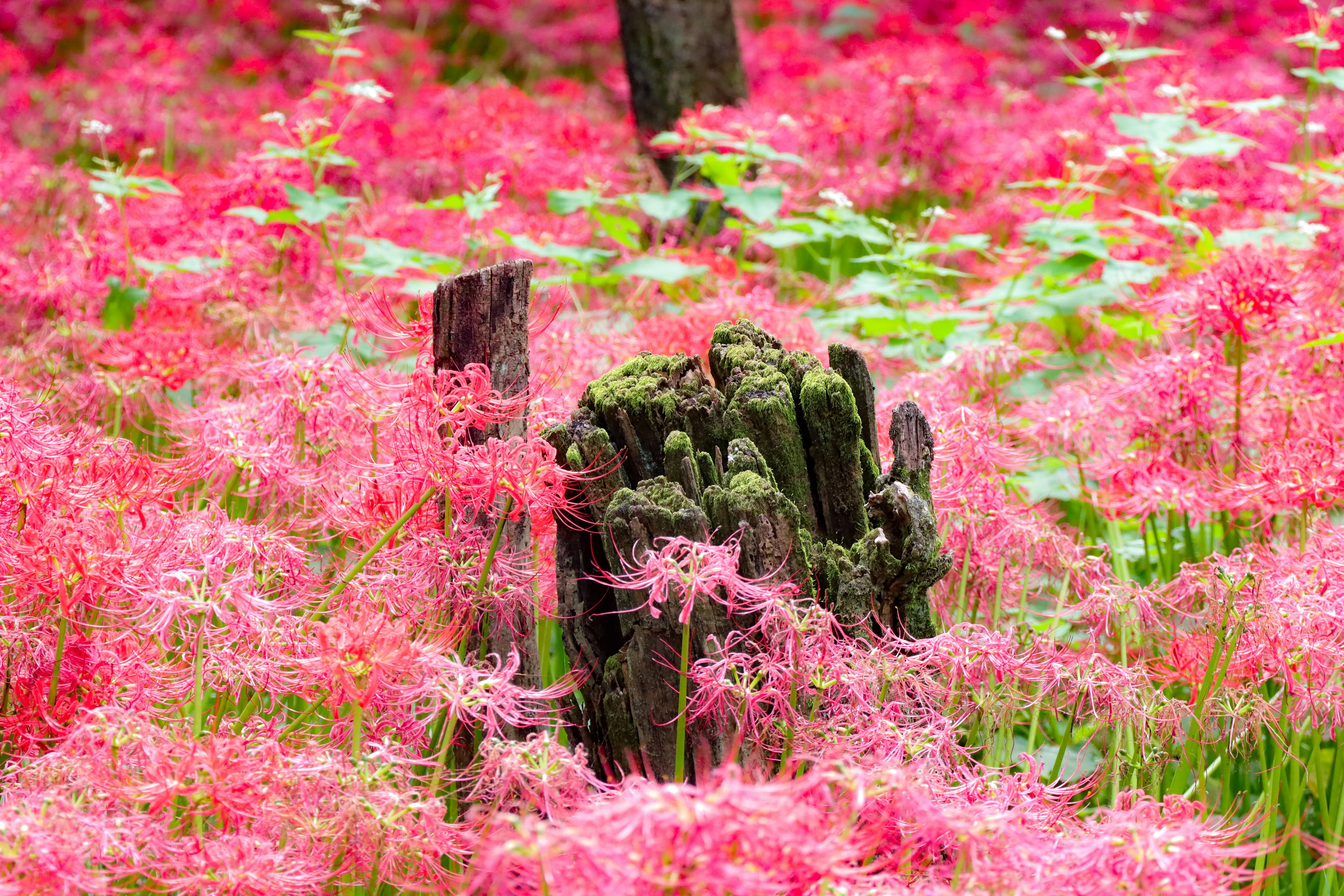 Un viejo tocón de árbol rodeado de flores rosas vibrantes