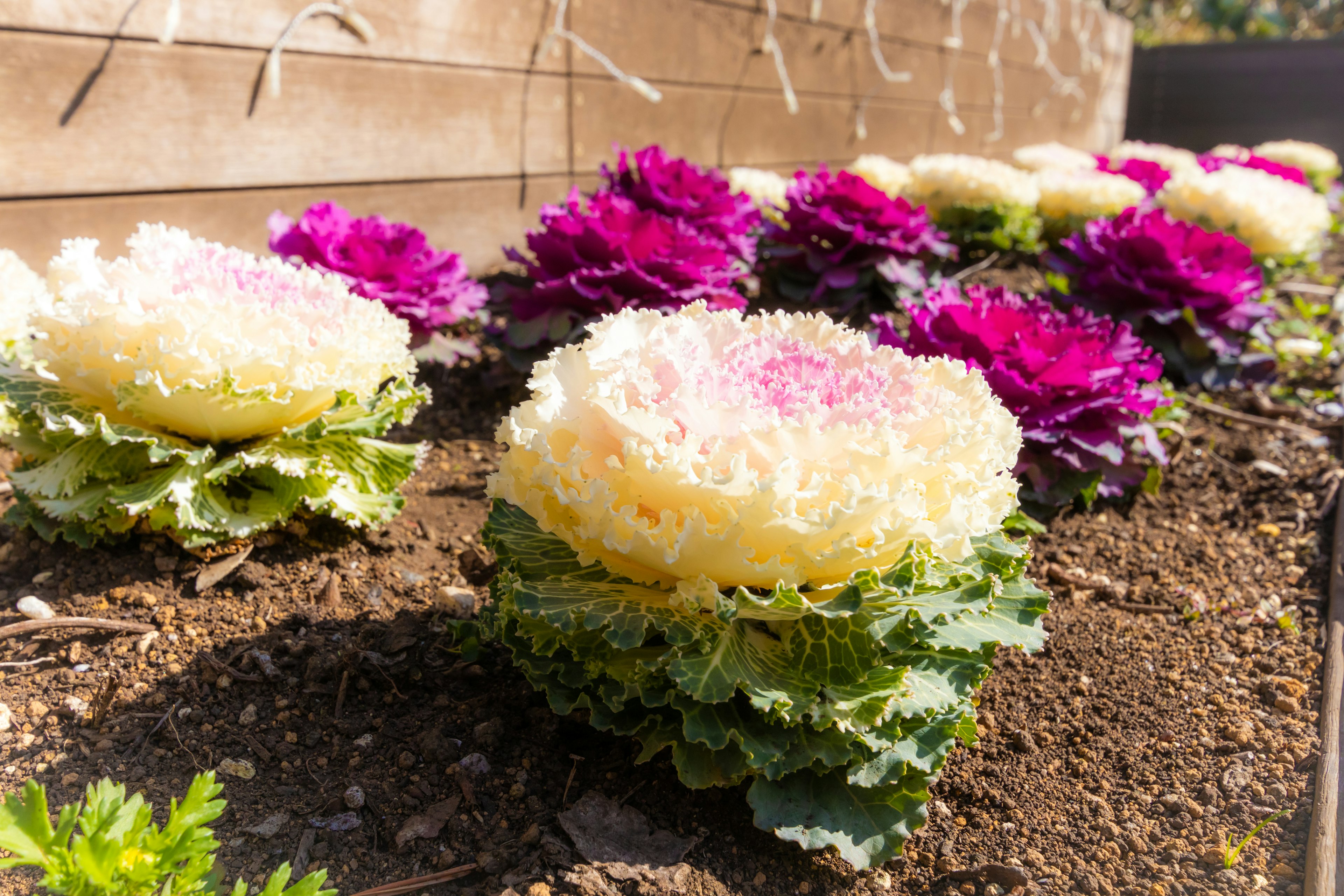 Colorful cabbage flowers arranged in a garden setting