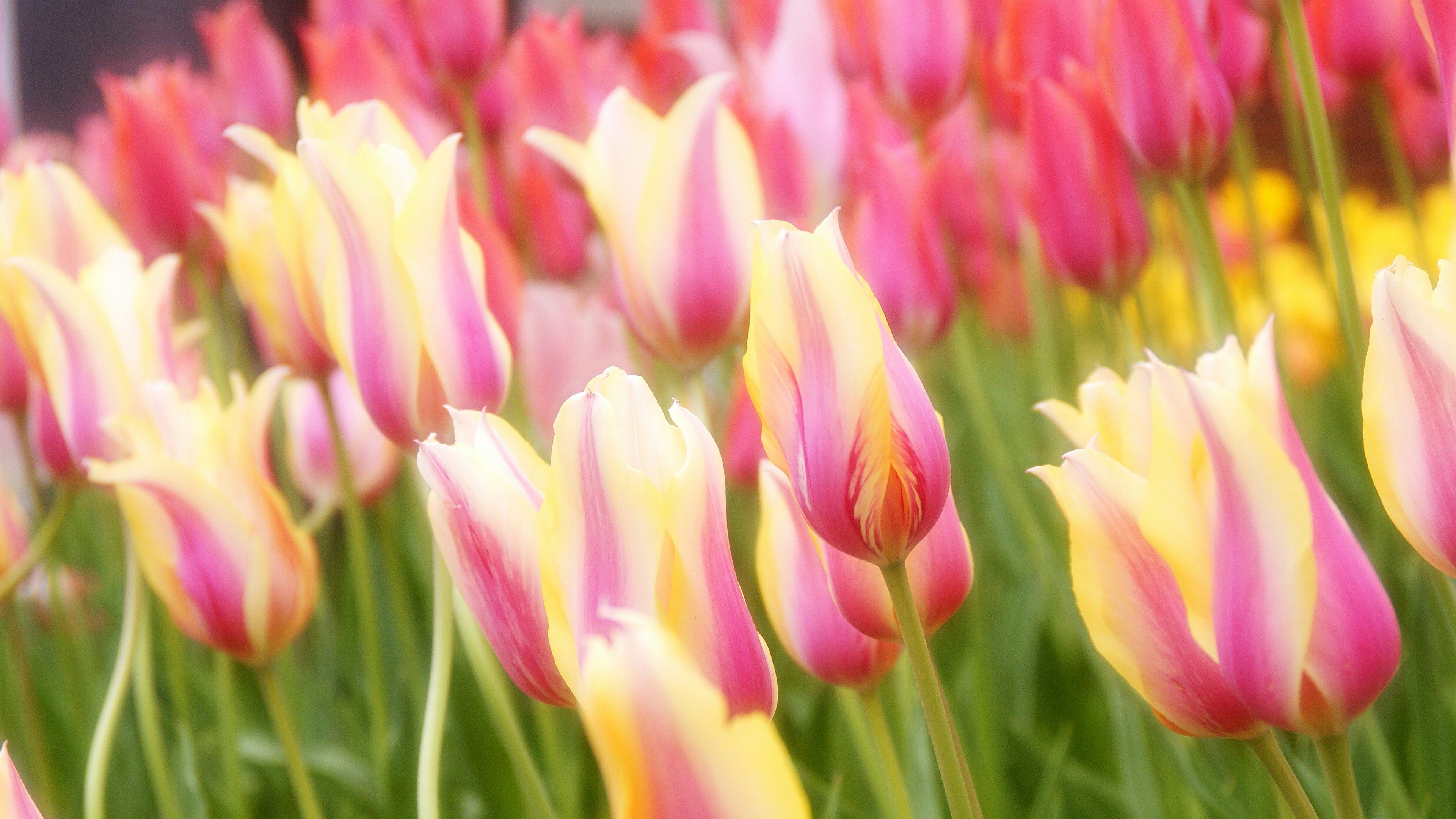 Campo de tulipanes vibrantes con flores rosas y amarillas en plena floración