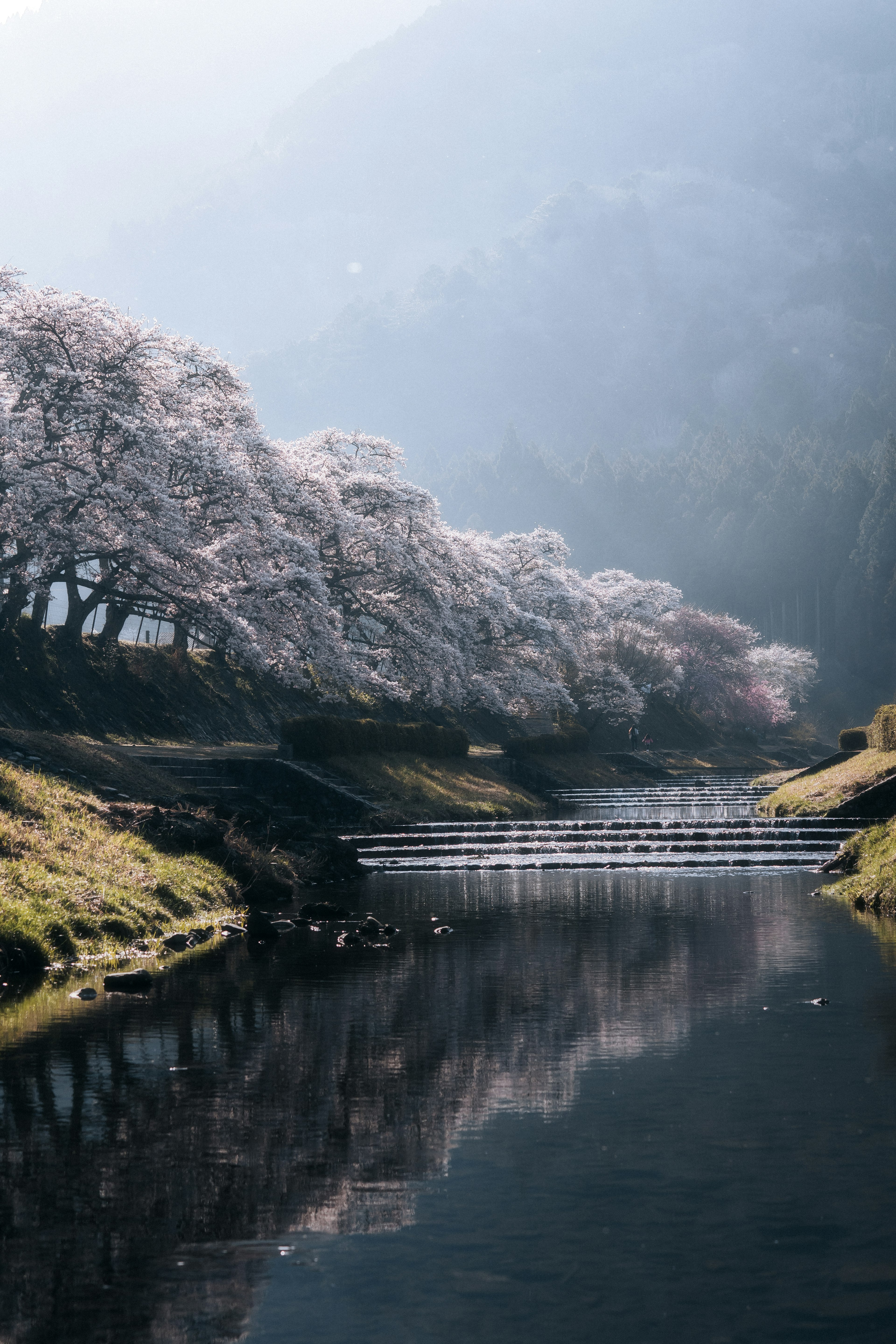 Paesaggio sereno con alberi di ciliegio che si riflettono nel fiume