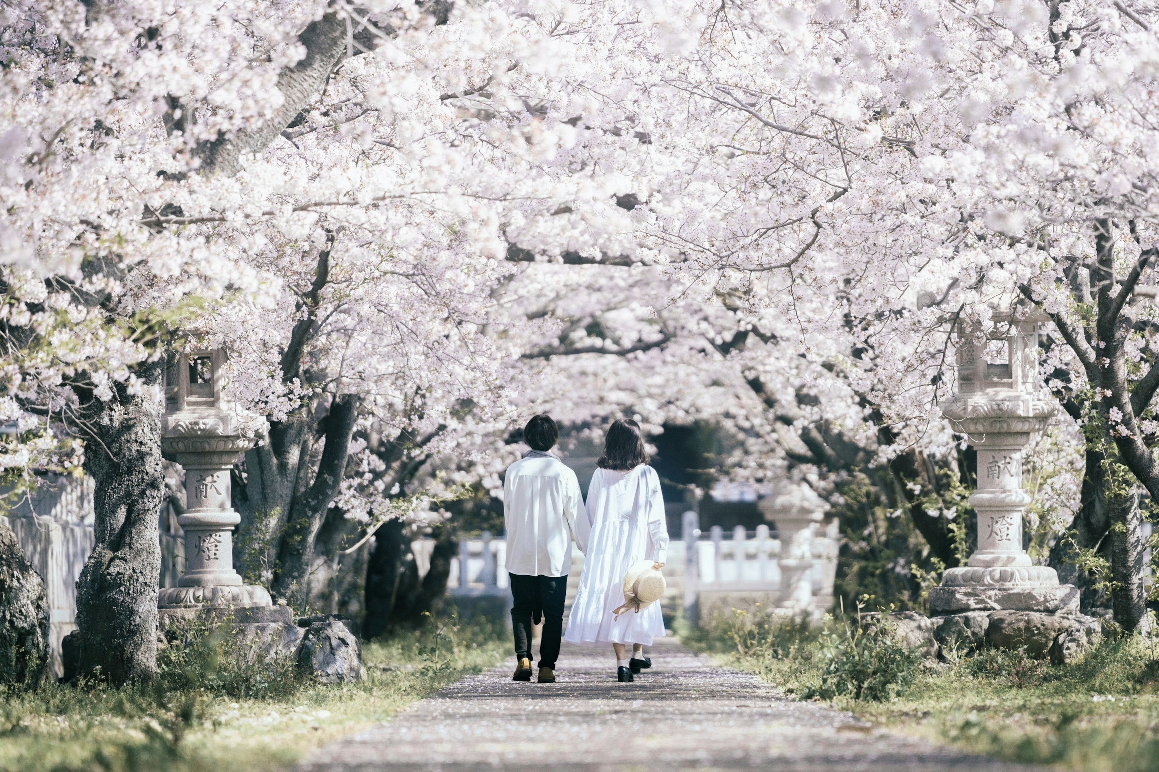 Dos personas caminando bajo árboles de cerezo en flor vistiendo trajes blancos