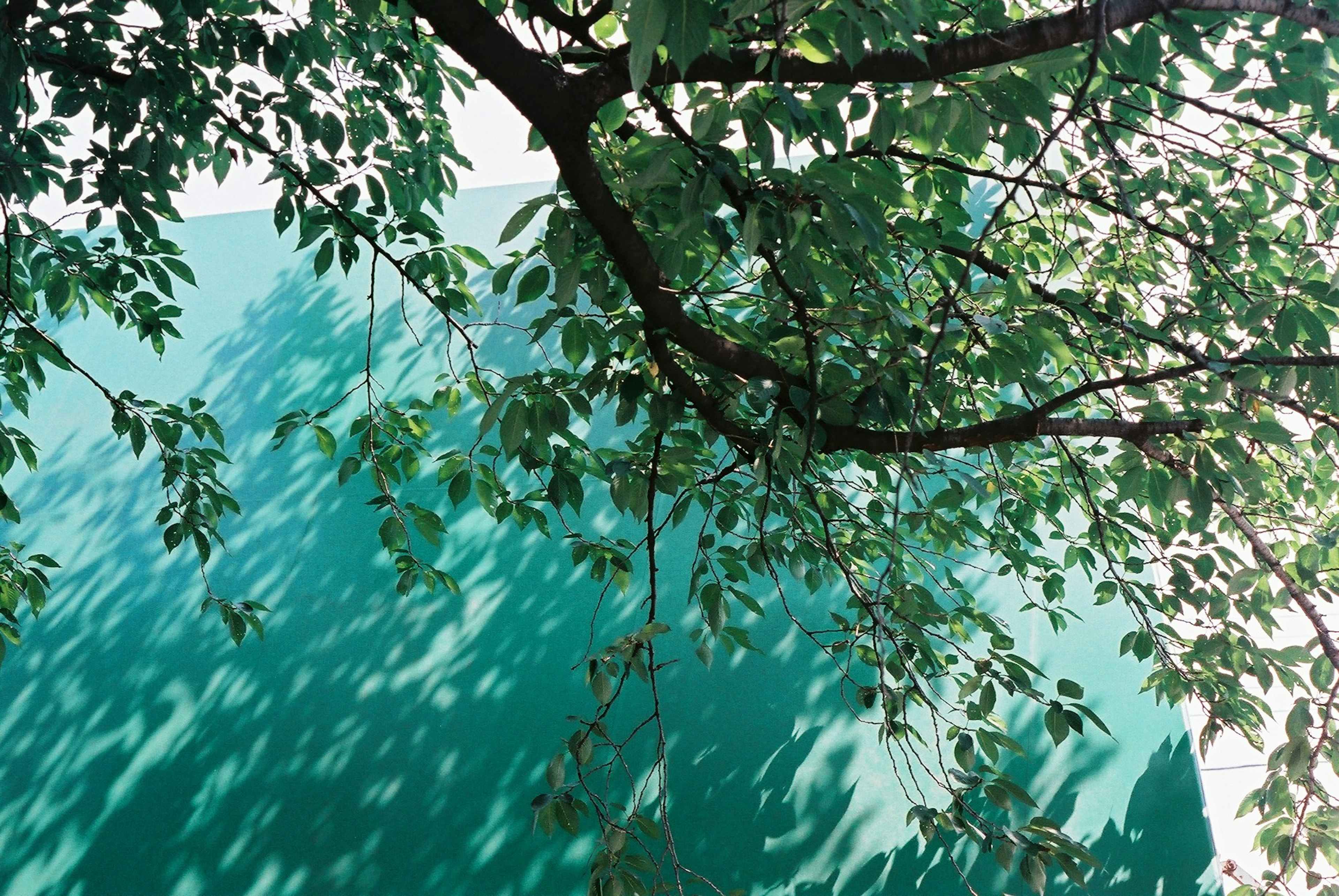 A beautiful view of green leaves casting shadows on a teal wall