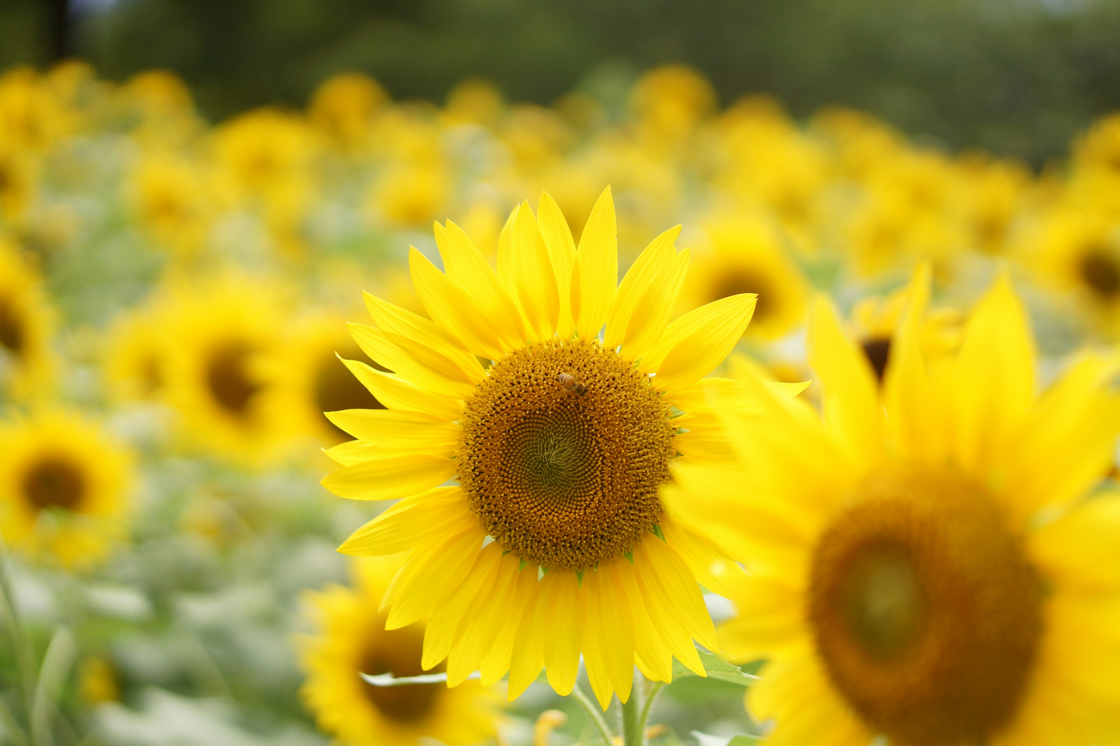 Campo de girasoles amarillos brillantes en plena floración