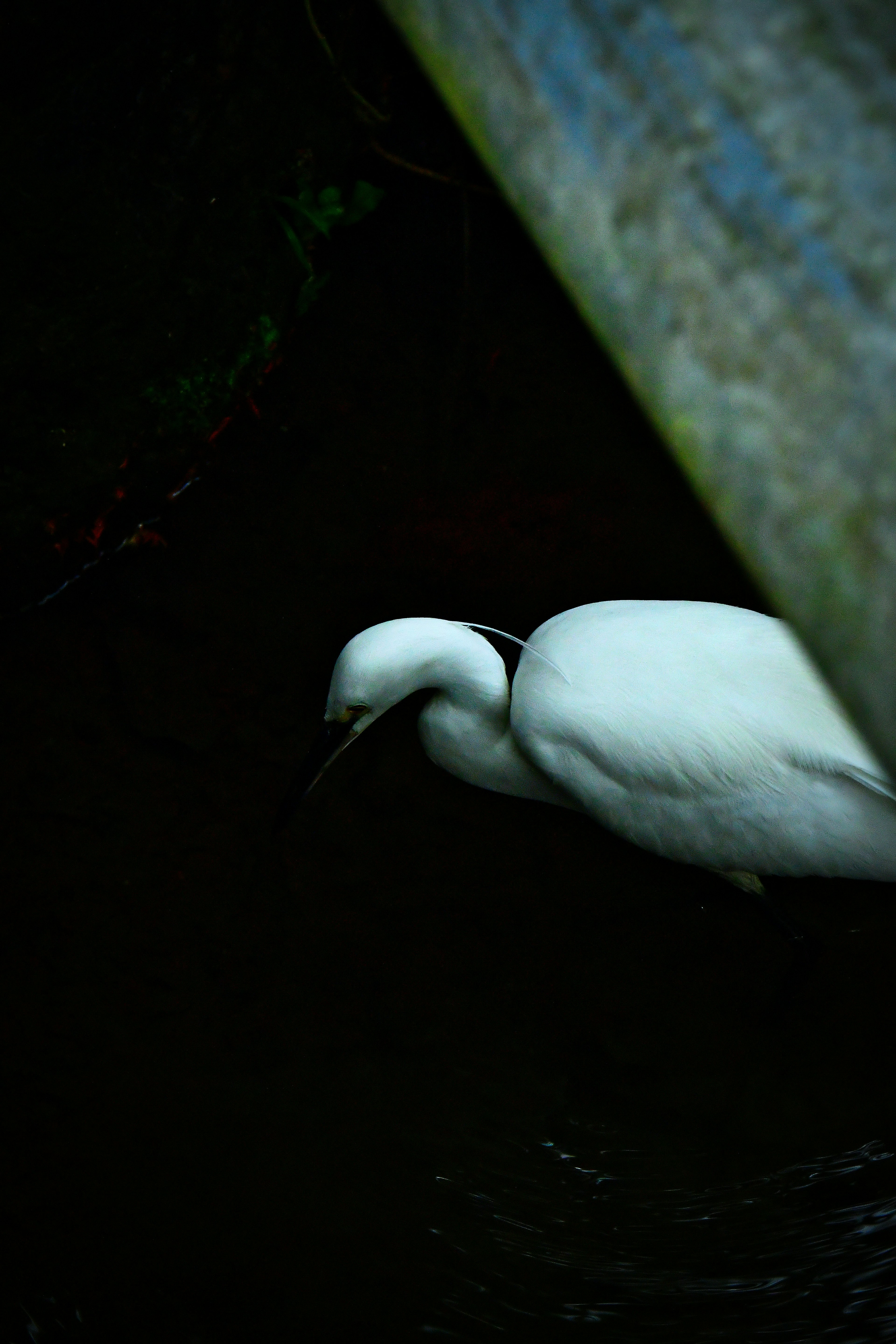 Un airone bianco che caccia vicino a una superficie d'acqua scura