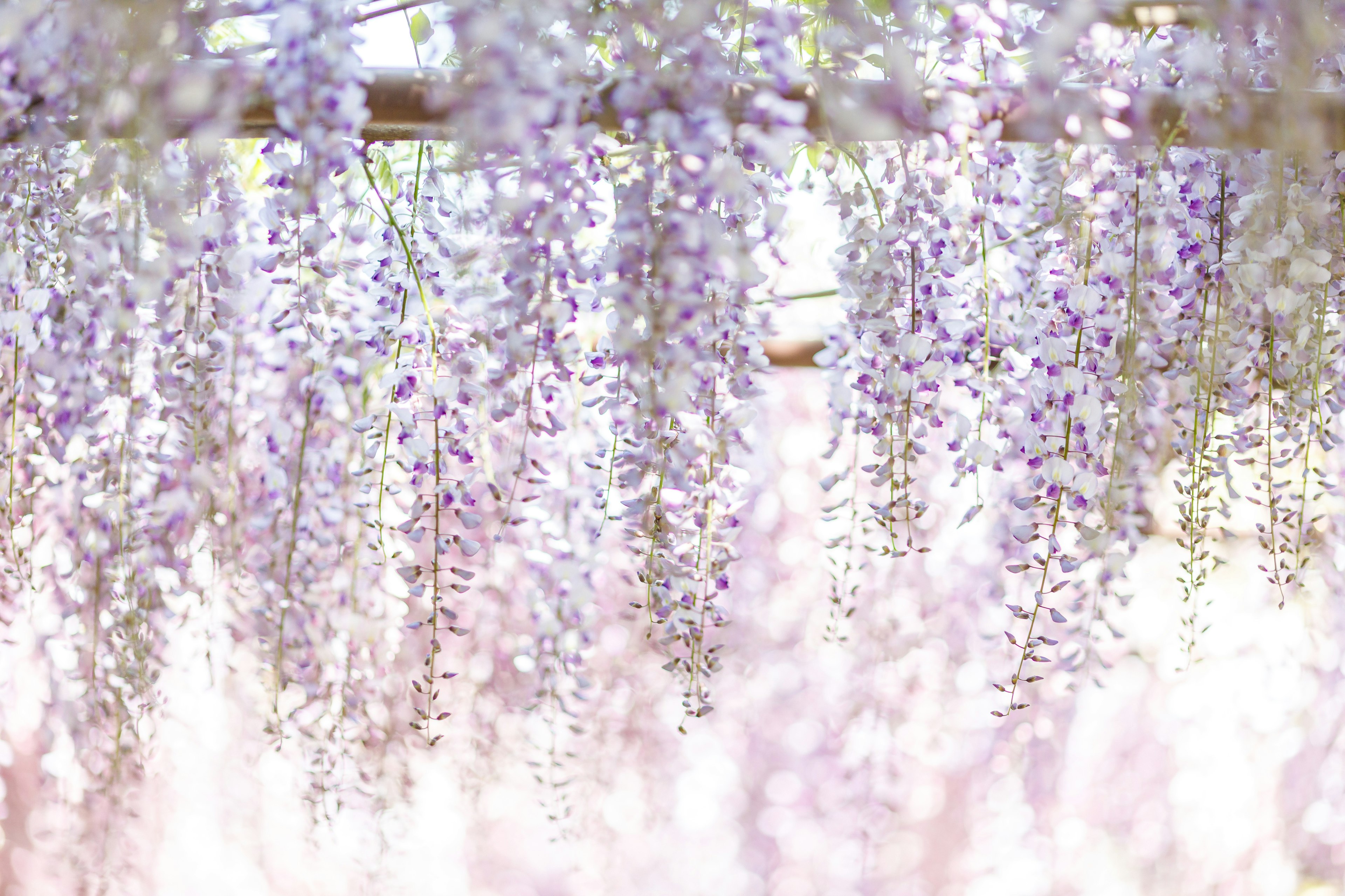 Cảnh đẹp của những bông hoa wisteria tím treo lủng lẳng