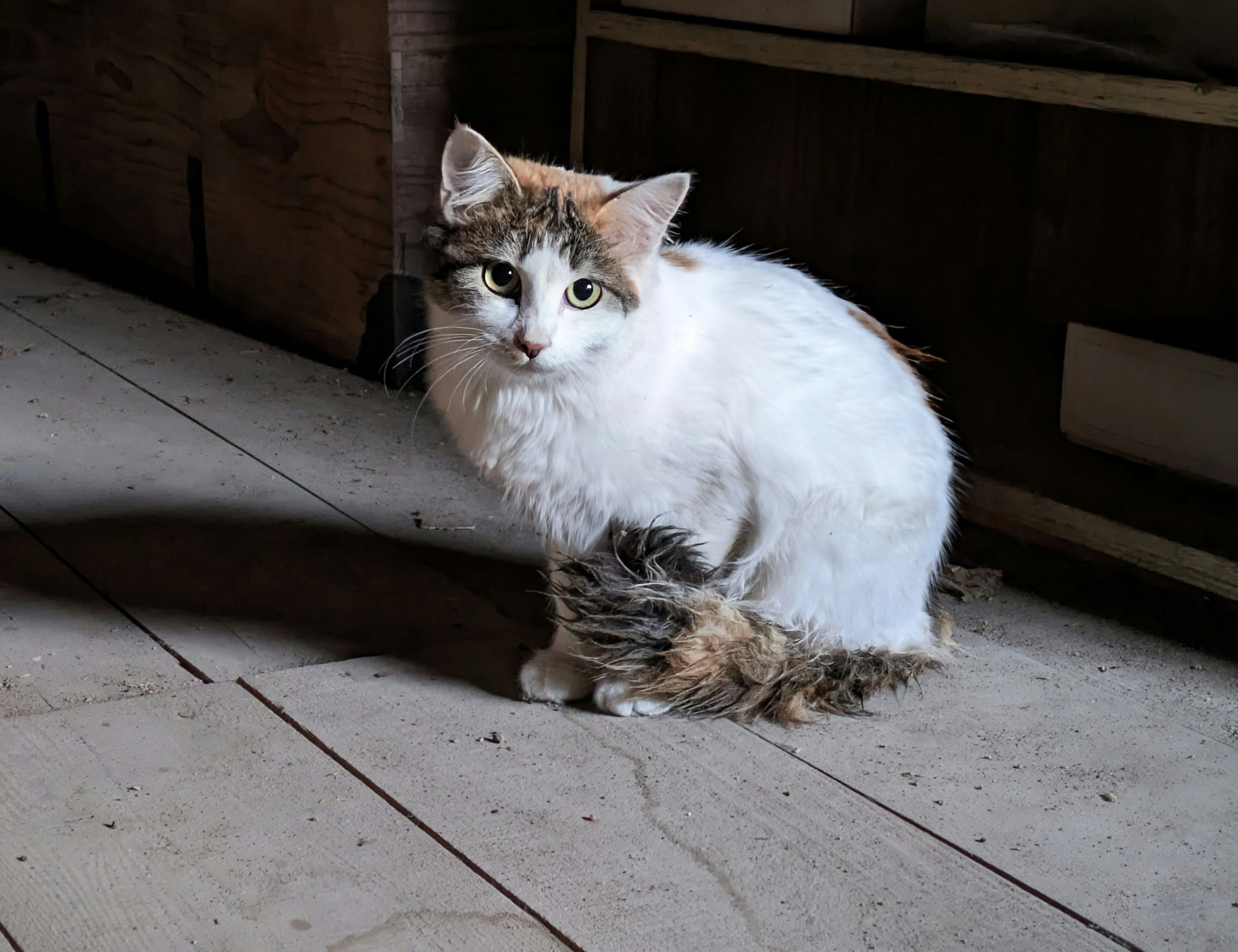 Eine Katze mit weißem und braunem Fell, die auf einem Holzboden sitzt