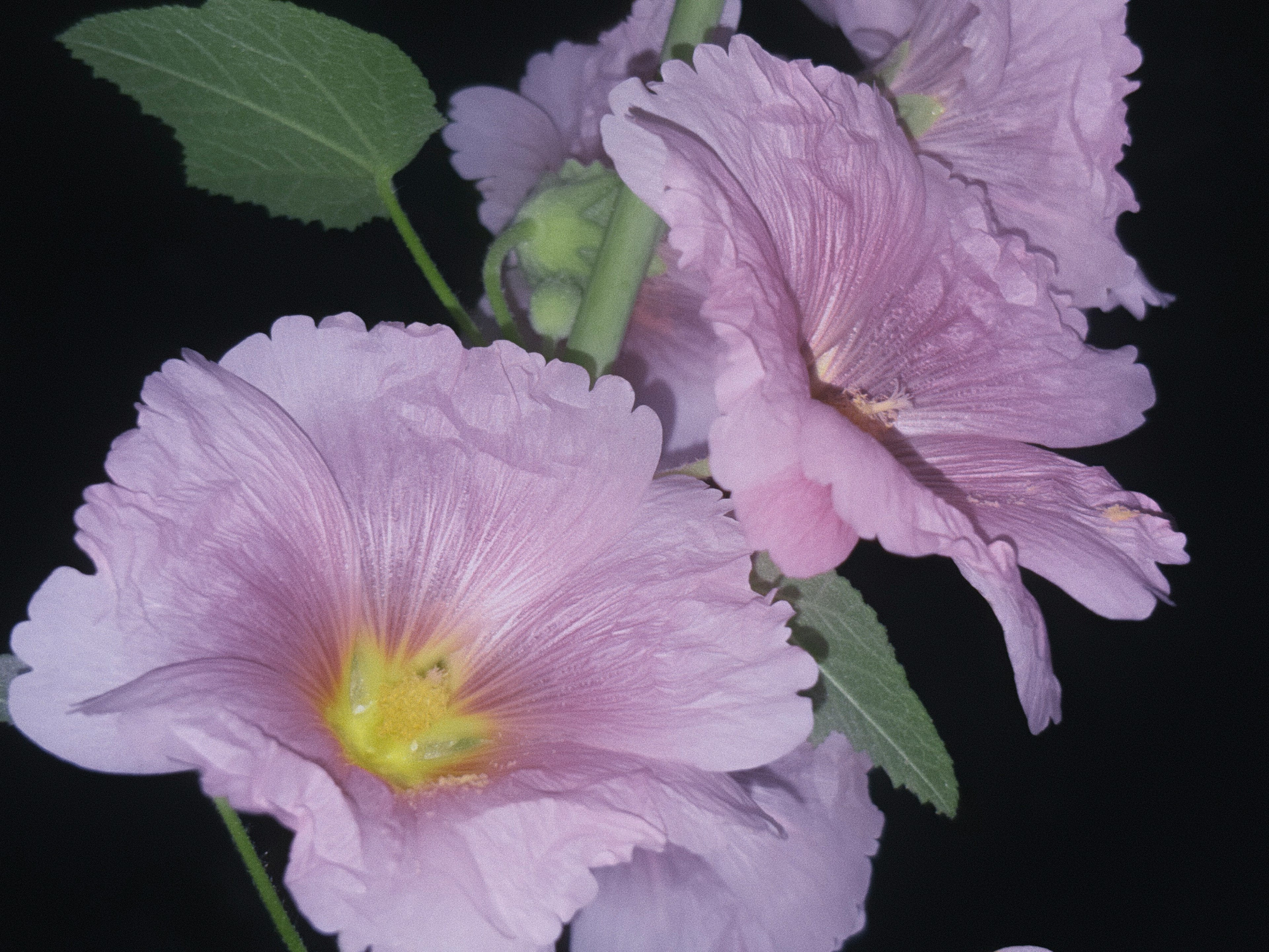 Schönes Bild von hellvioletten Blumen mit grünen Blättern vor schwarzem Hintergrund