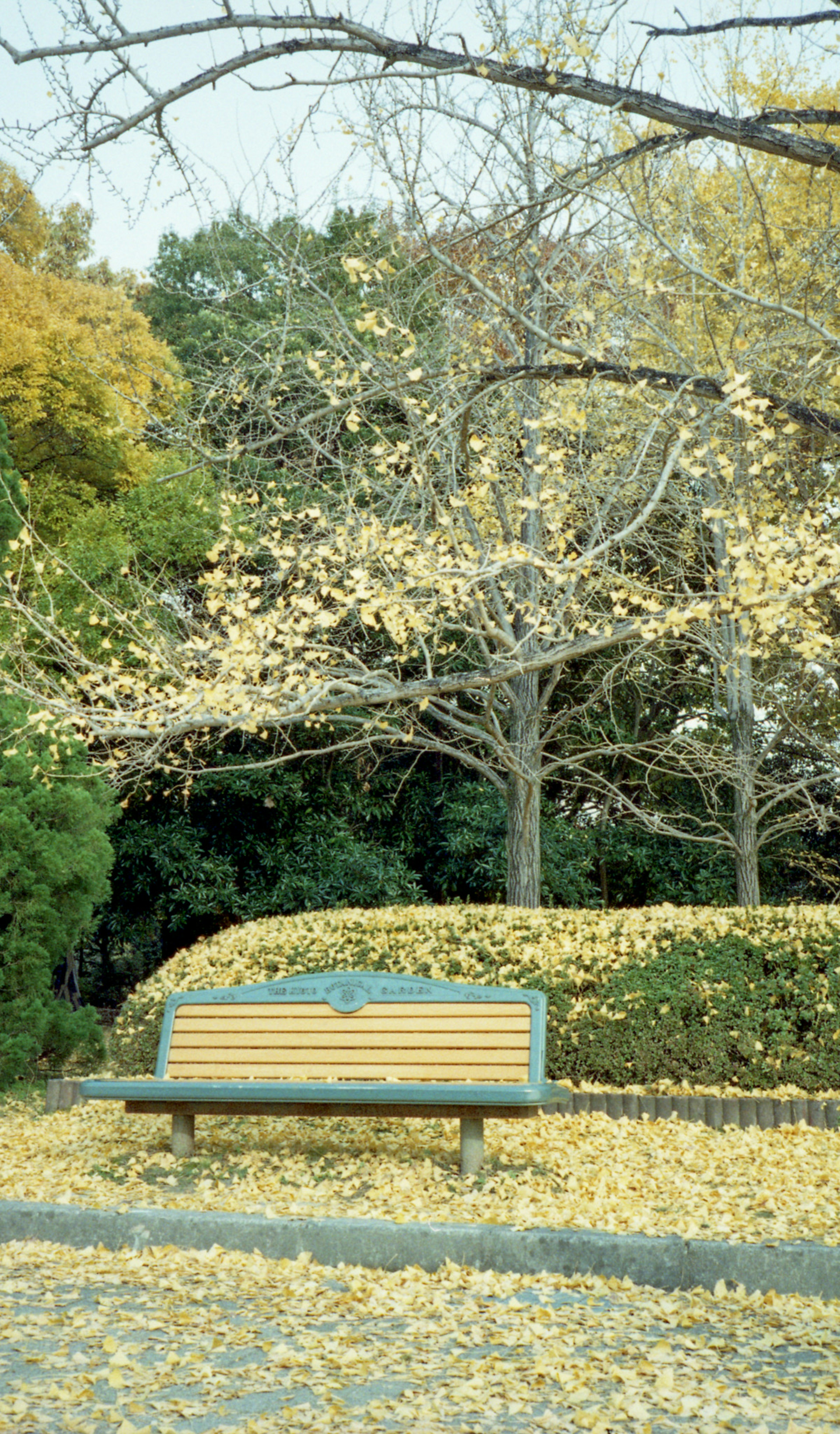 Park bench surrounded by fallen leaves and trees