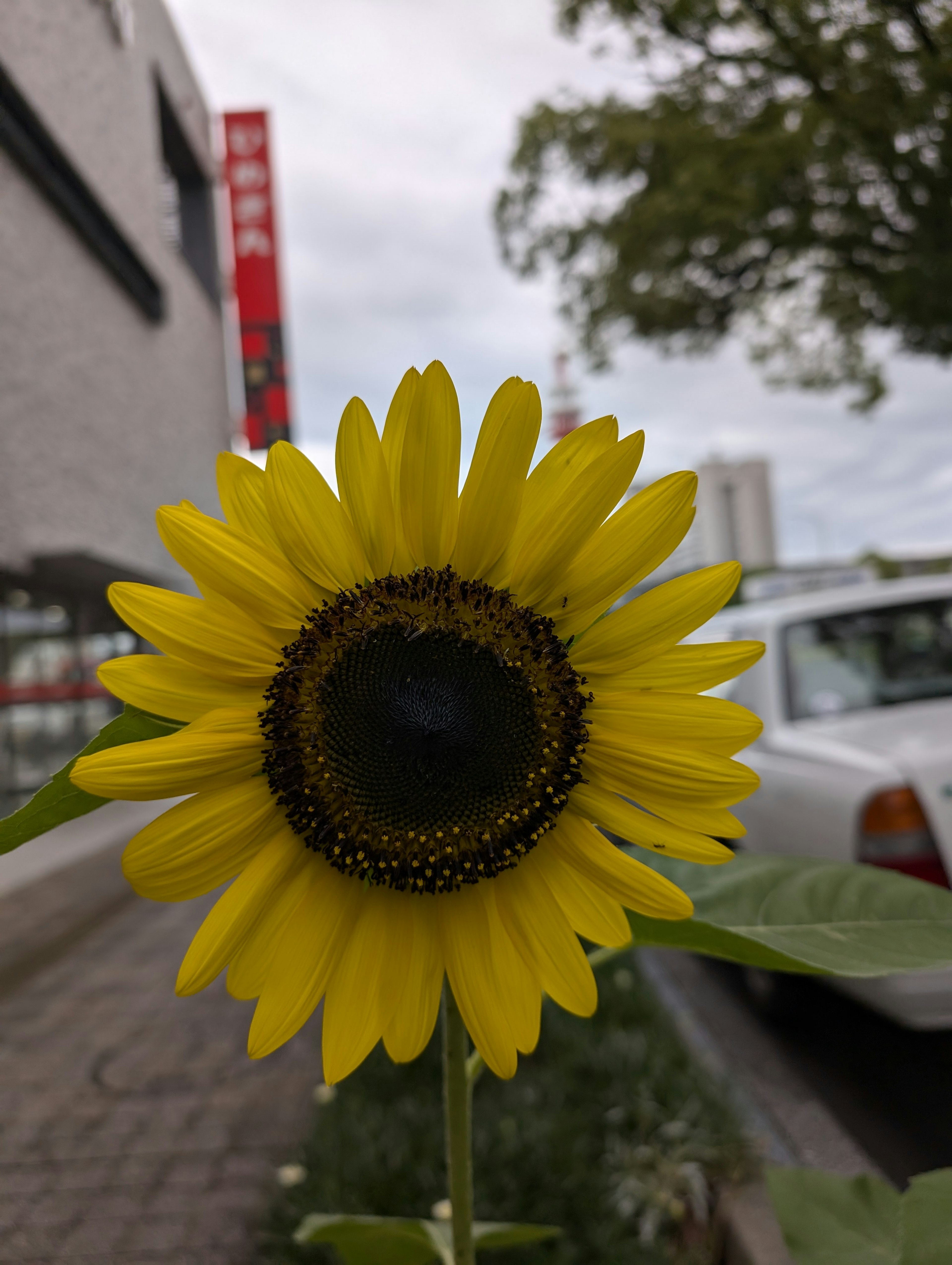 Eine lebhafte Sonnenblume mit gelben Blütenblättern und einem dunklen Zentrum