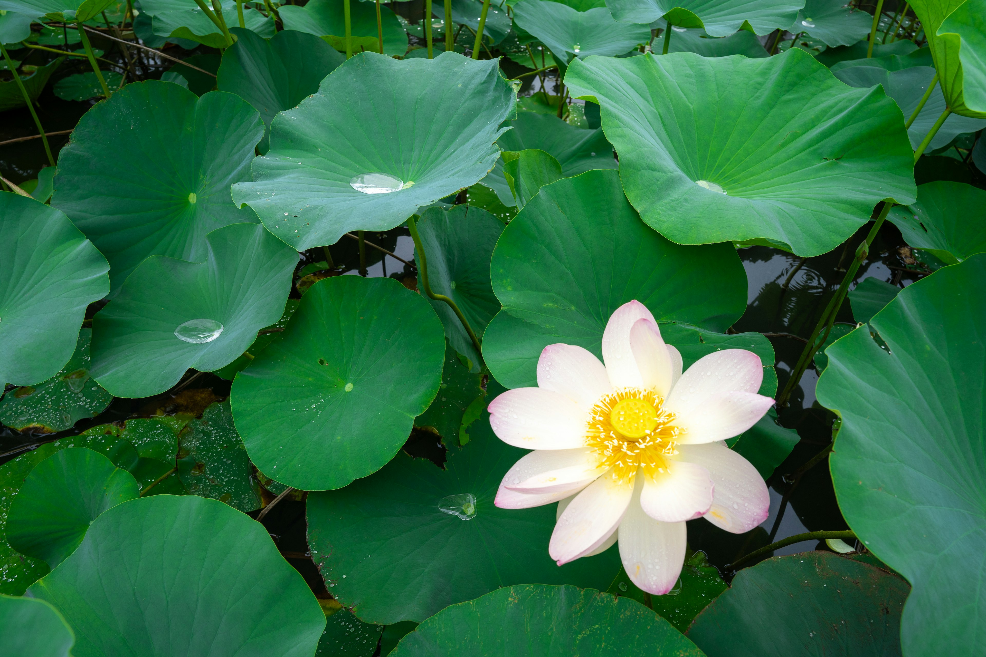 Fiore di loto bianco che sboccia tra foglie verdi con gocce d'acqua