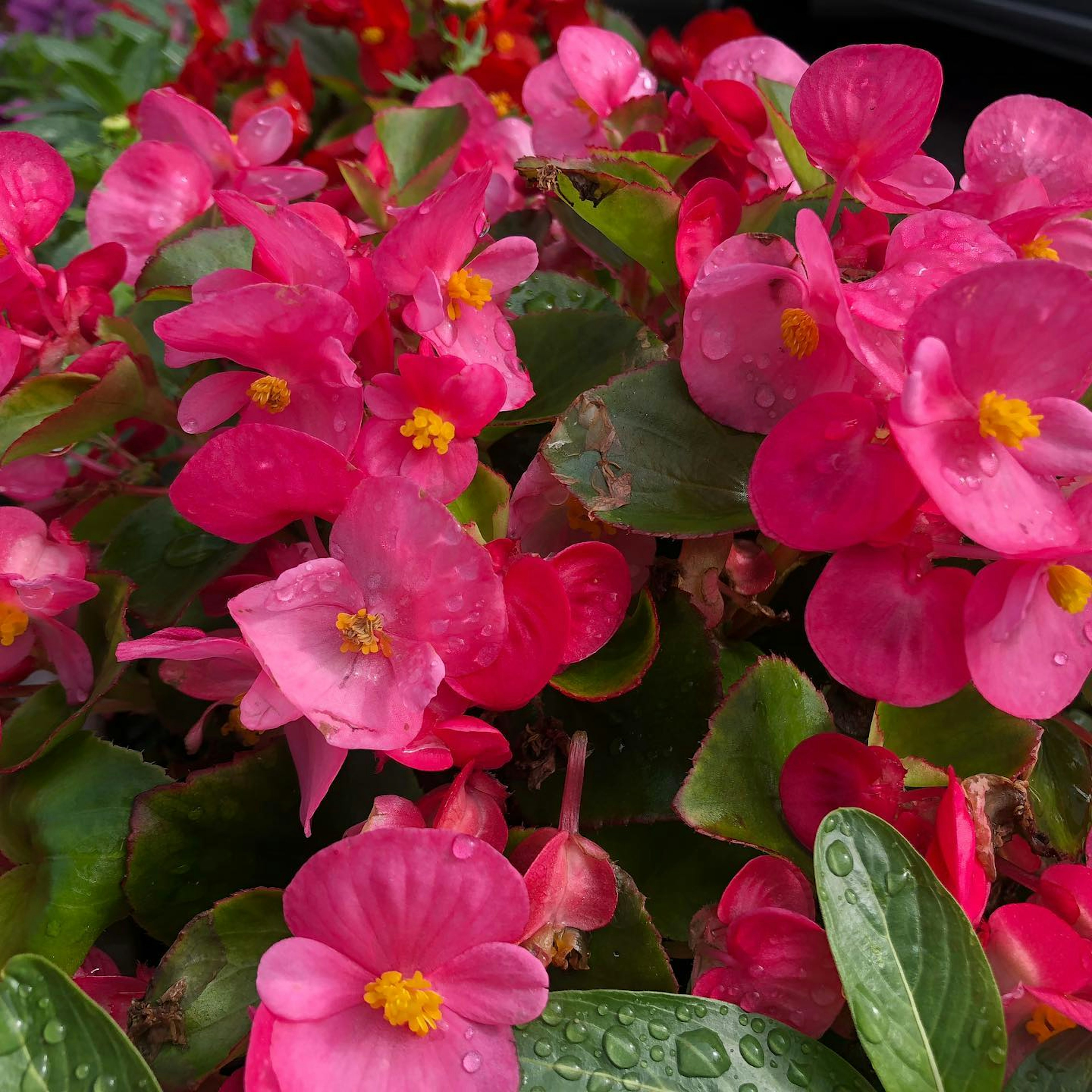 Bunga begonia pink cerah mekar dengan daun hijau