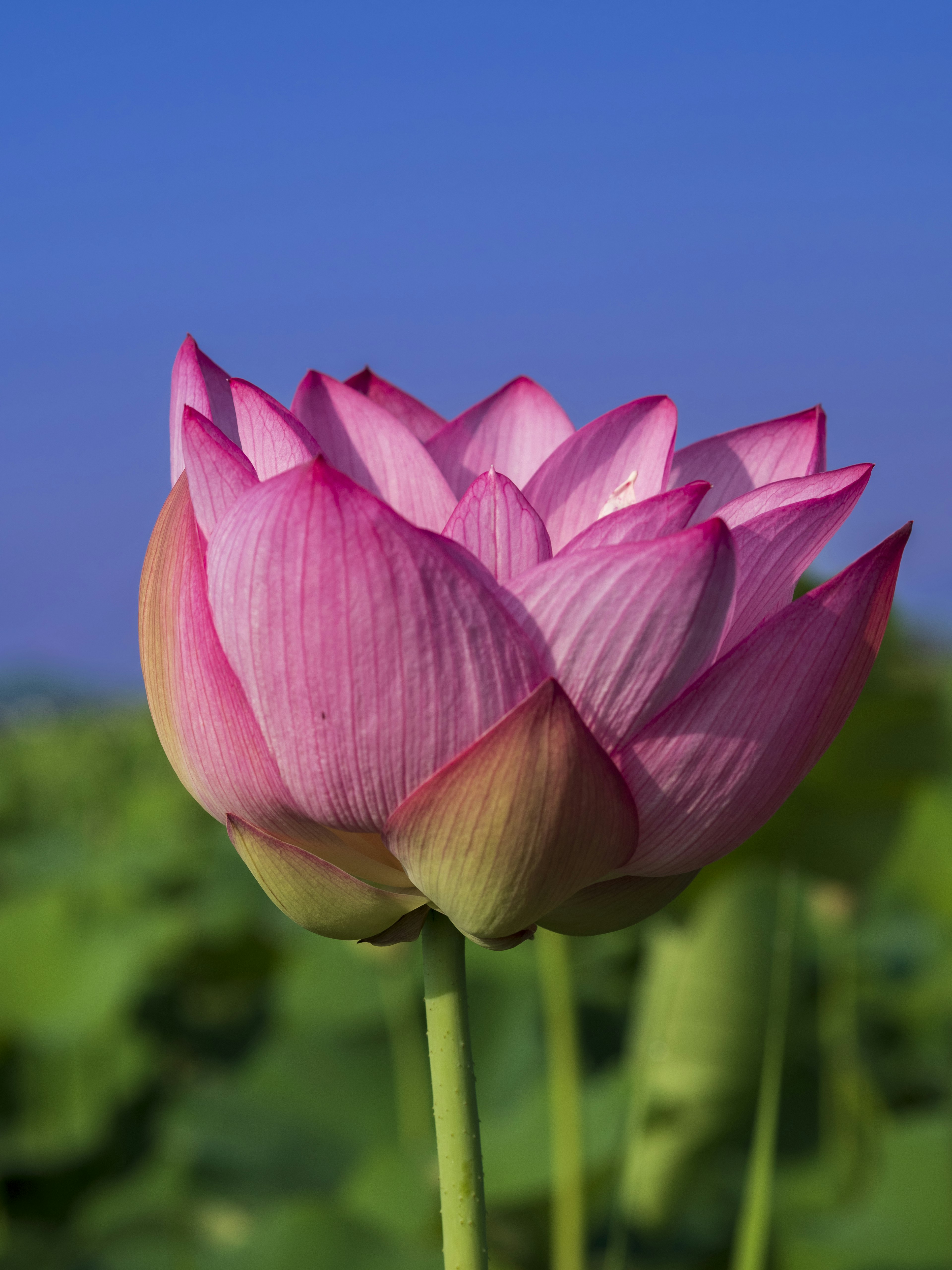 Bellissimo fiore di loto rosa che sboccia sotto un cielo blu