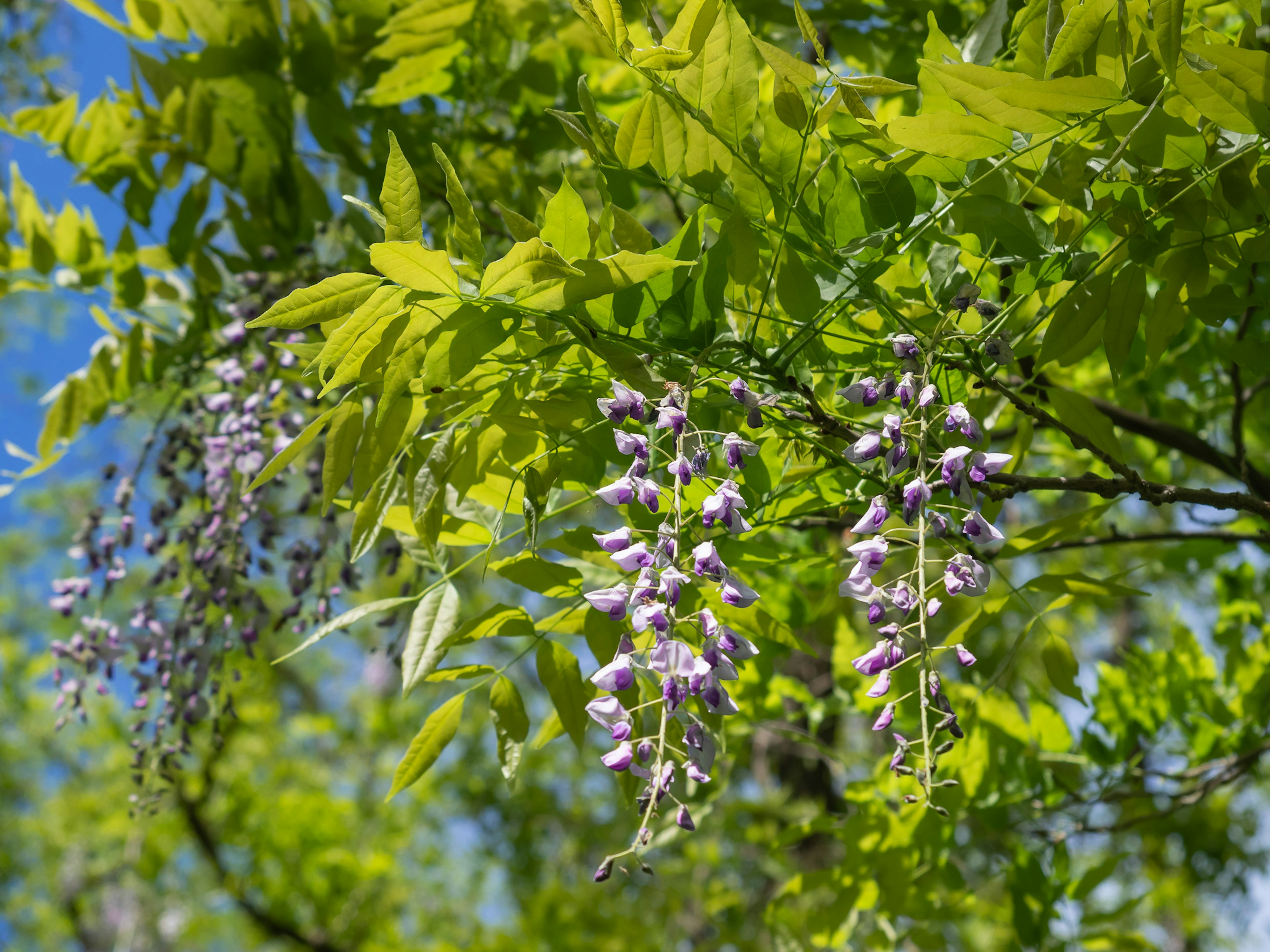 Acercamiento de un árbol de glicinas con hojas verdes y flores moradas