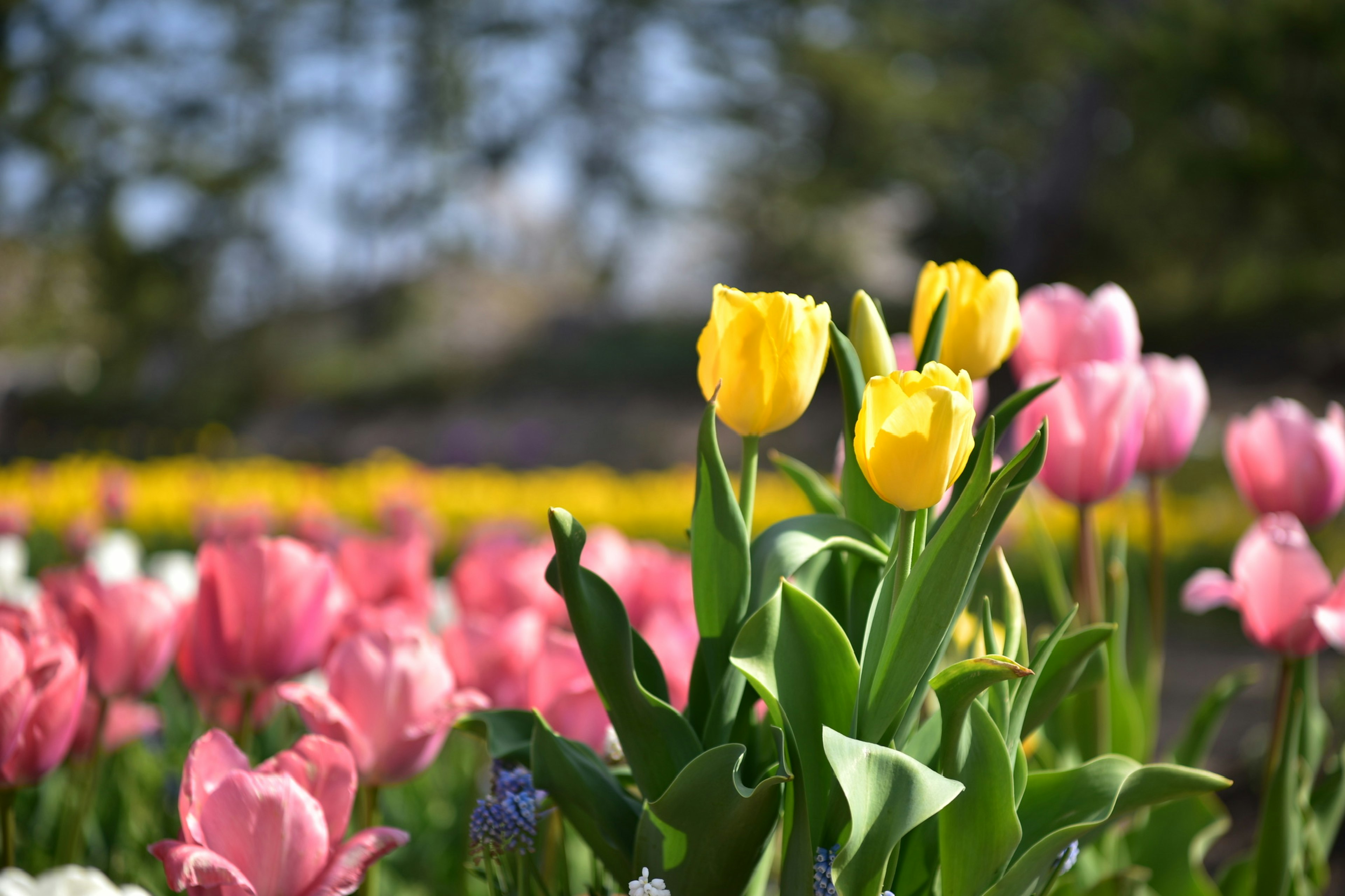 Ein Feld mit blühenden gelben und rosa Tulpen im Frühling