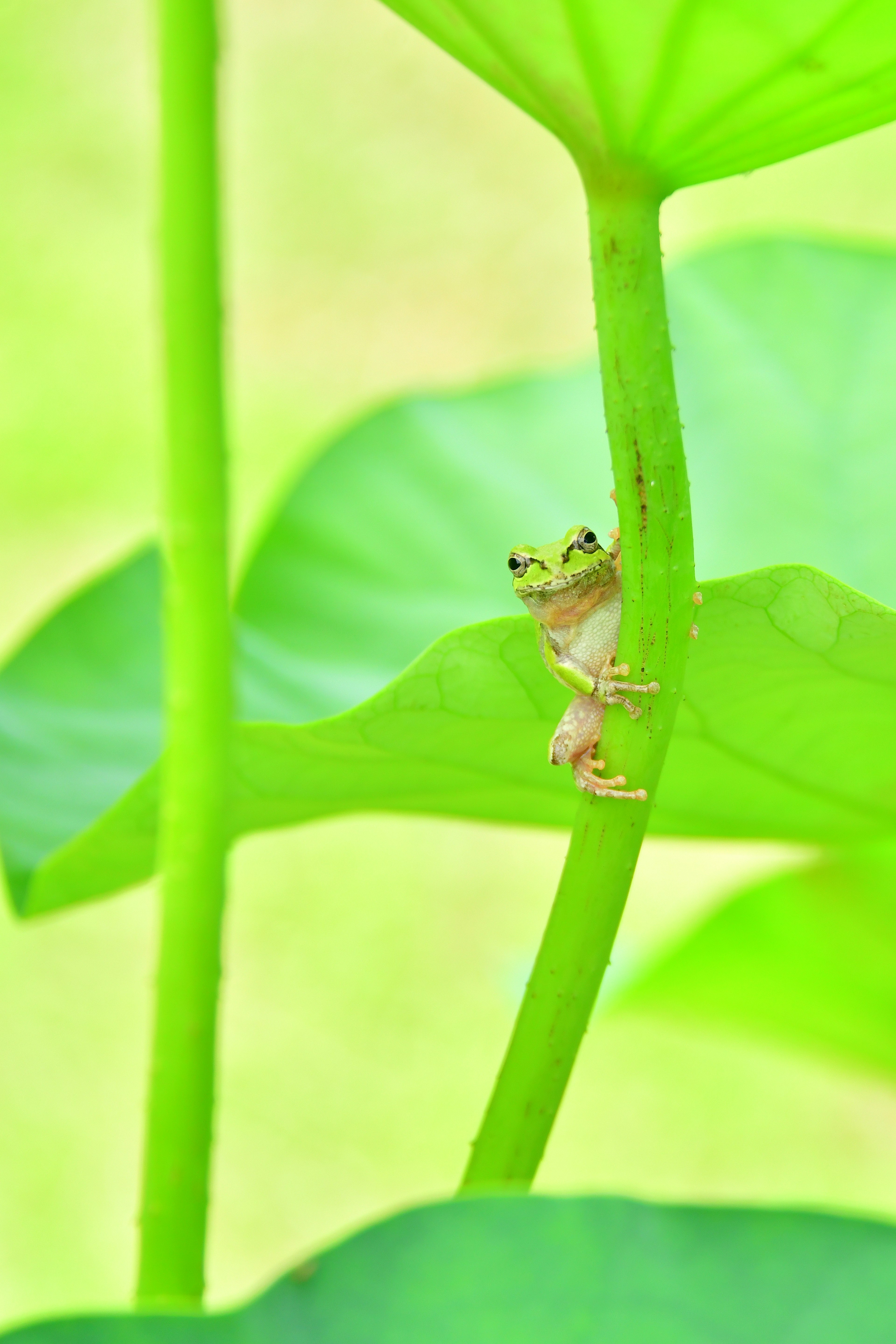 Nahaufnahme eines kleinen Frosches zwischen grünen Blättern