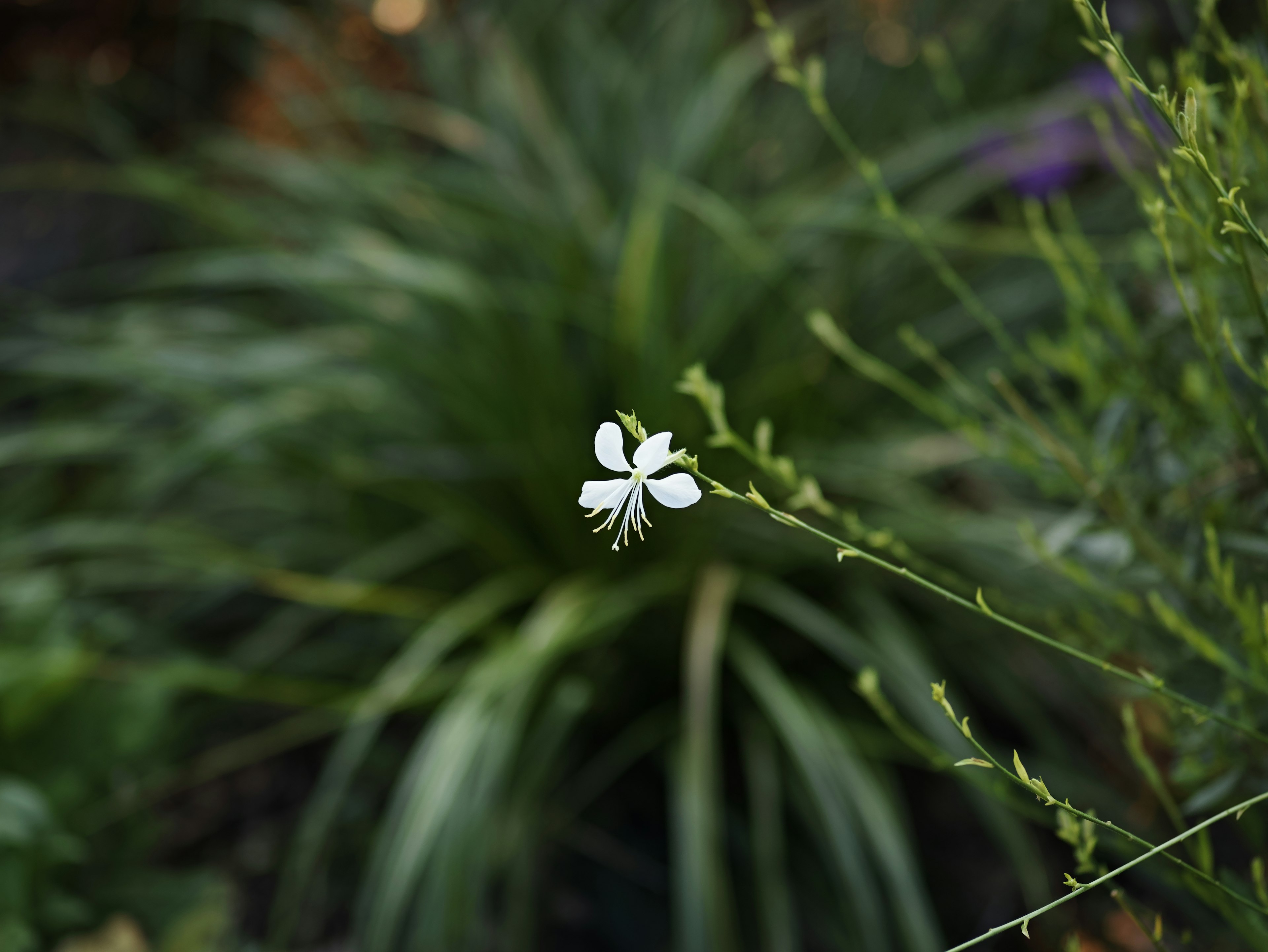 Eine weiße Blume sticht aus dem grünen Laub hervor