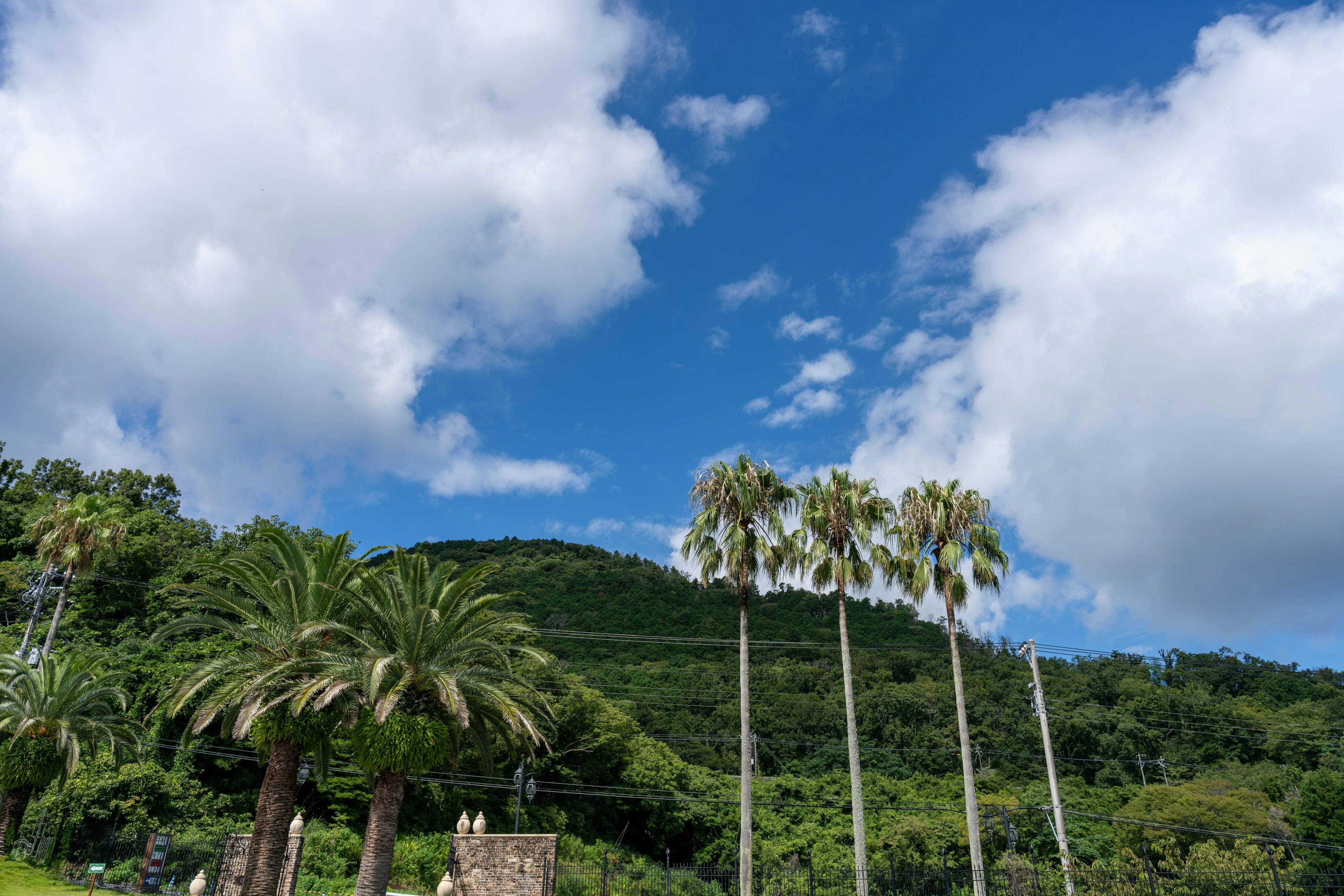 Landschaft mit Palmen vor blauem Himmel und weißen Wolken mit grünen Hügeln