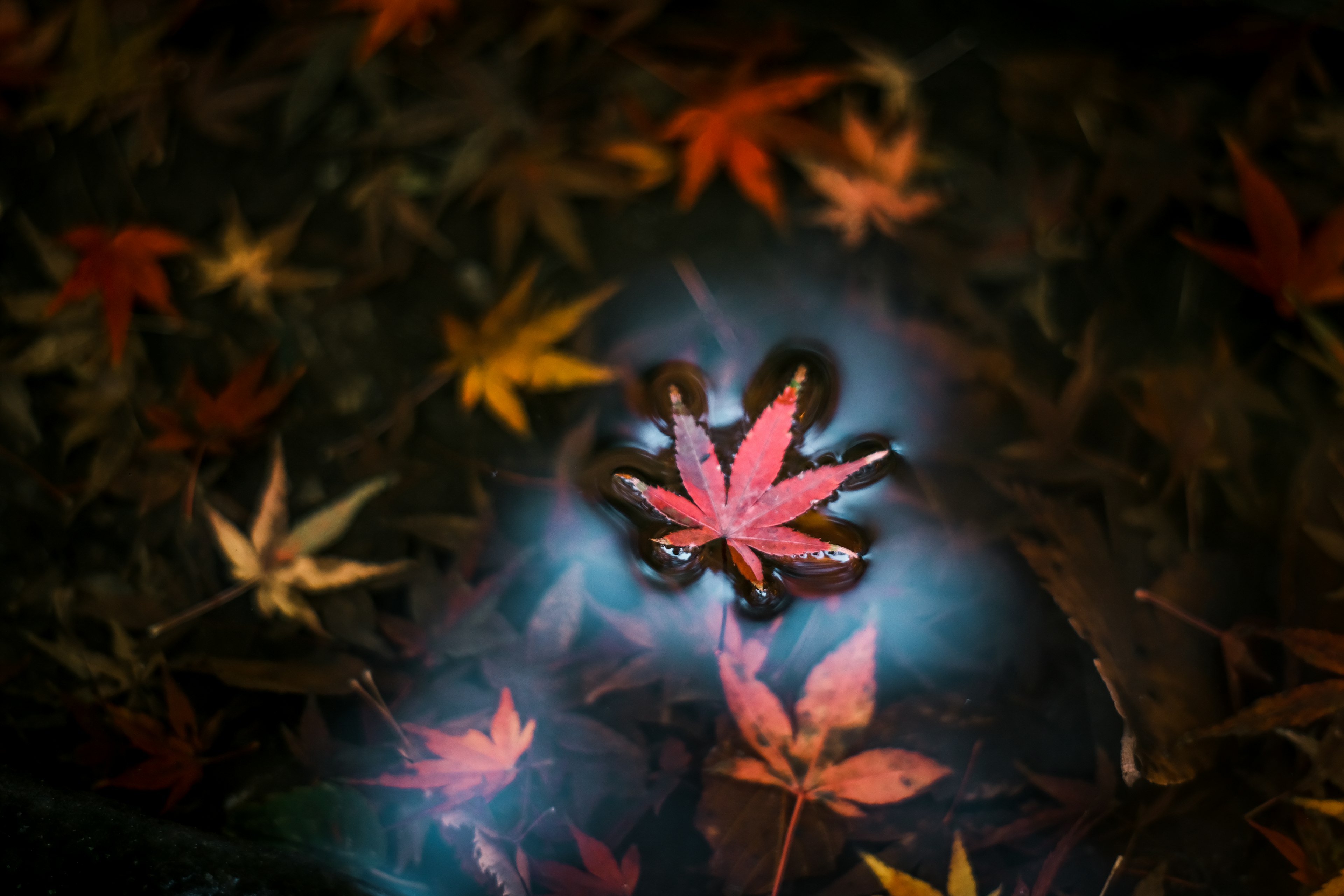 Red maple leaf floating on water surrounded by autumn leaves