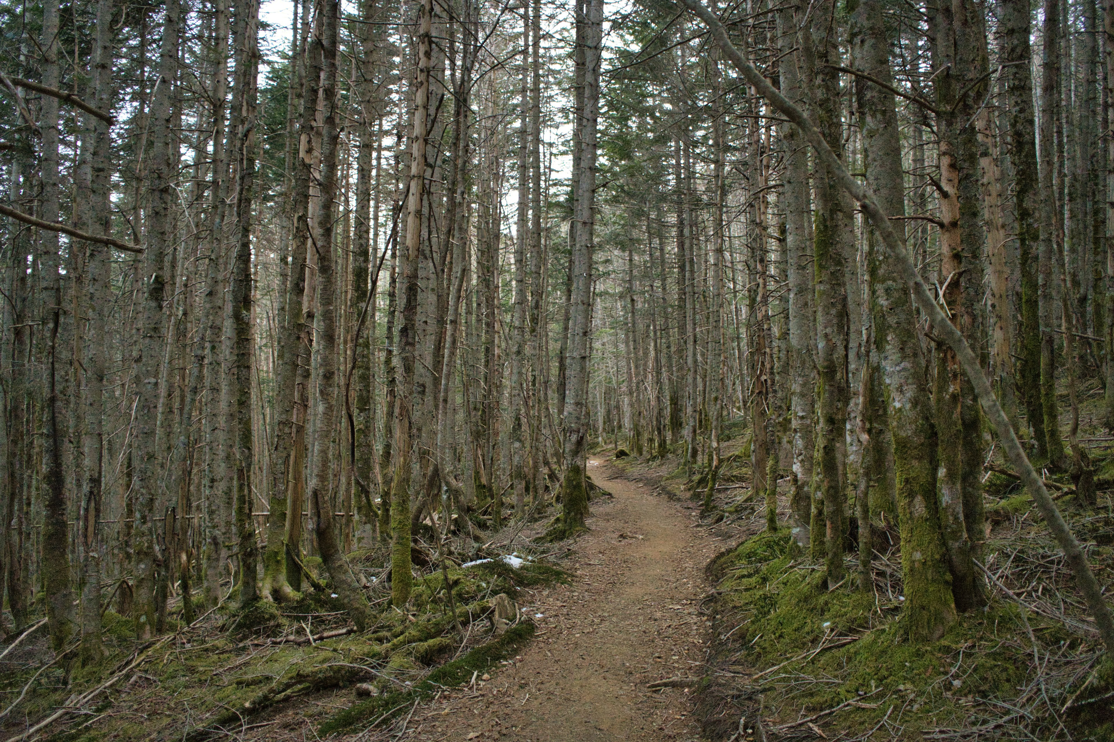 Pathway winding through a dense forest