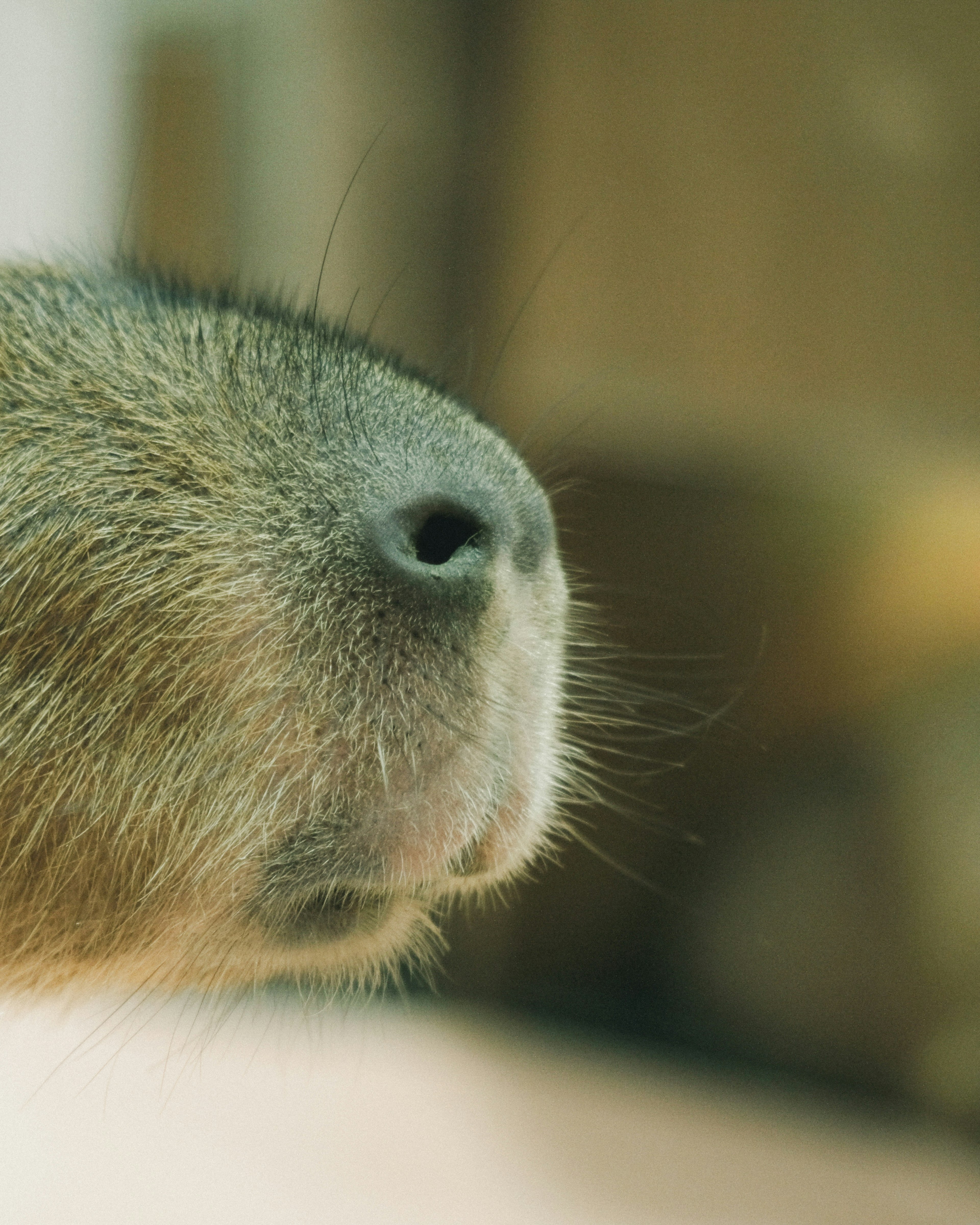 Acercamiento del nariz de un animal con detalles de pelo fino