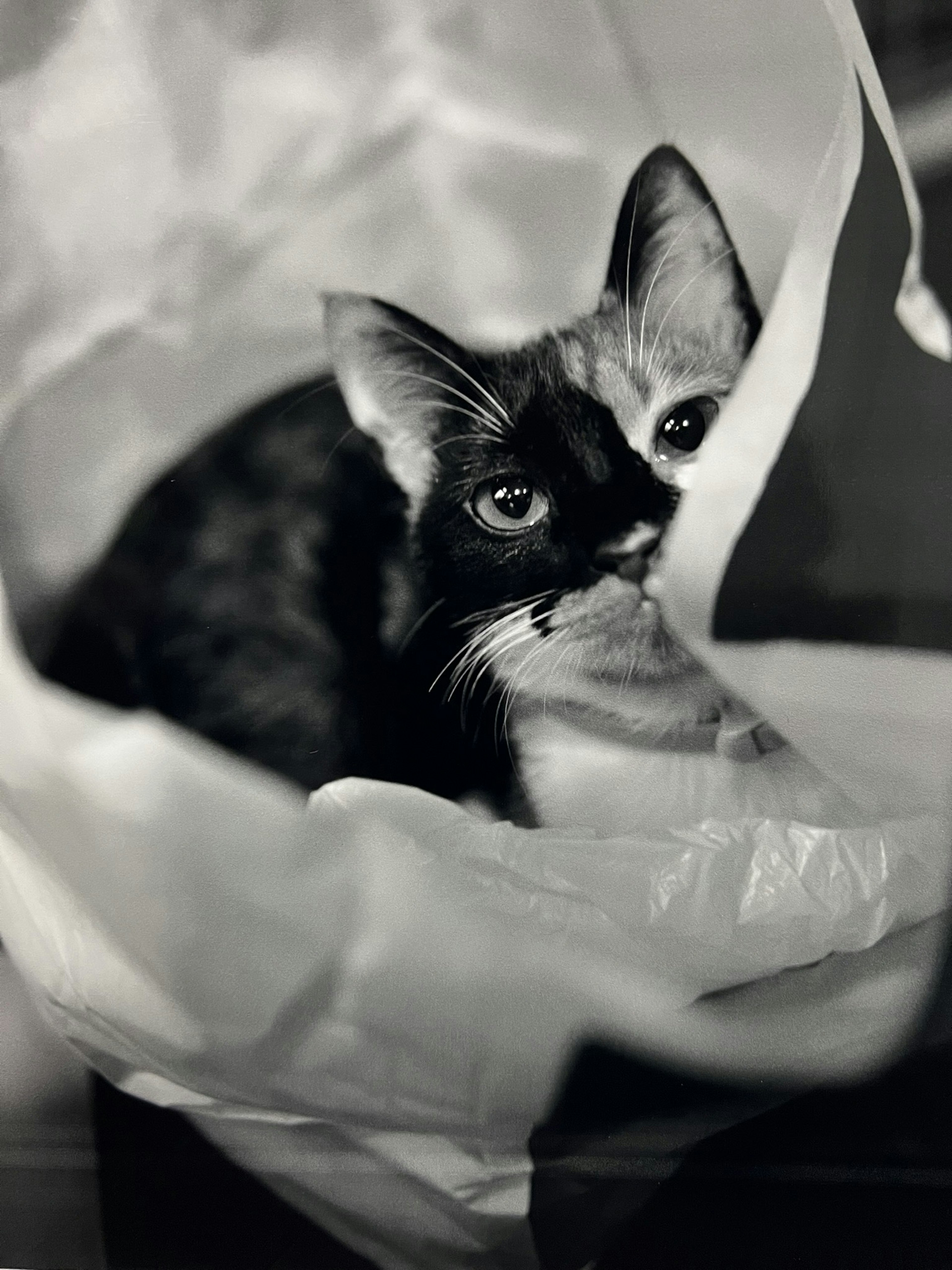 Black and white cat relaxing in a plastic bag