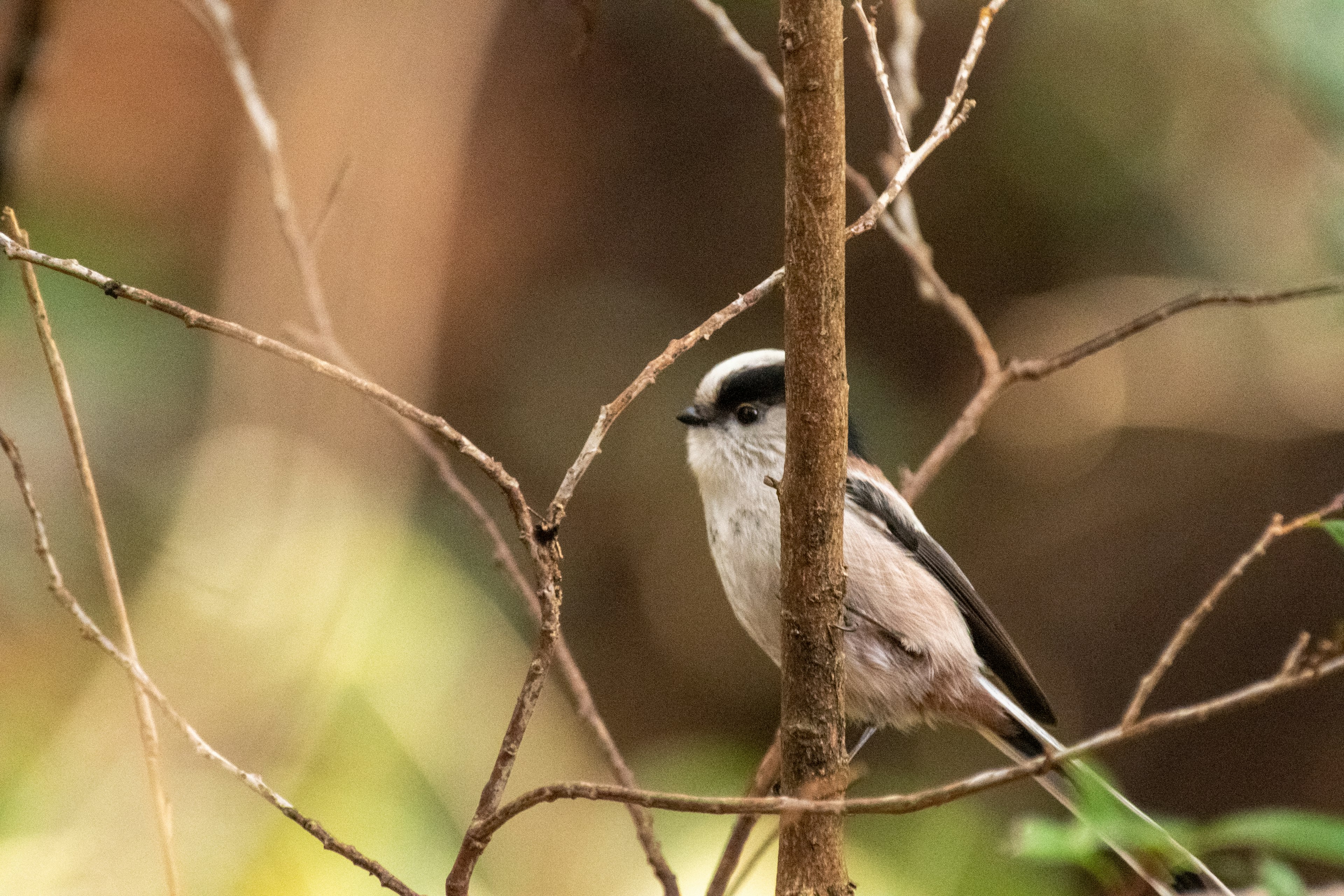 Nahaufnahme eines kleinen Vogels zwischen dünnen Ästen