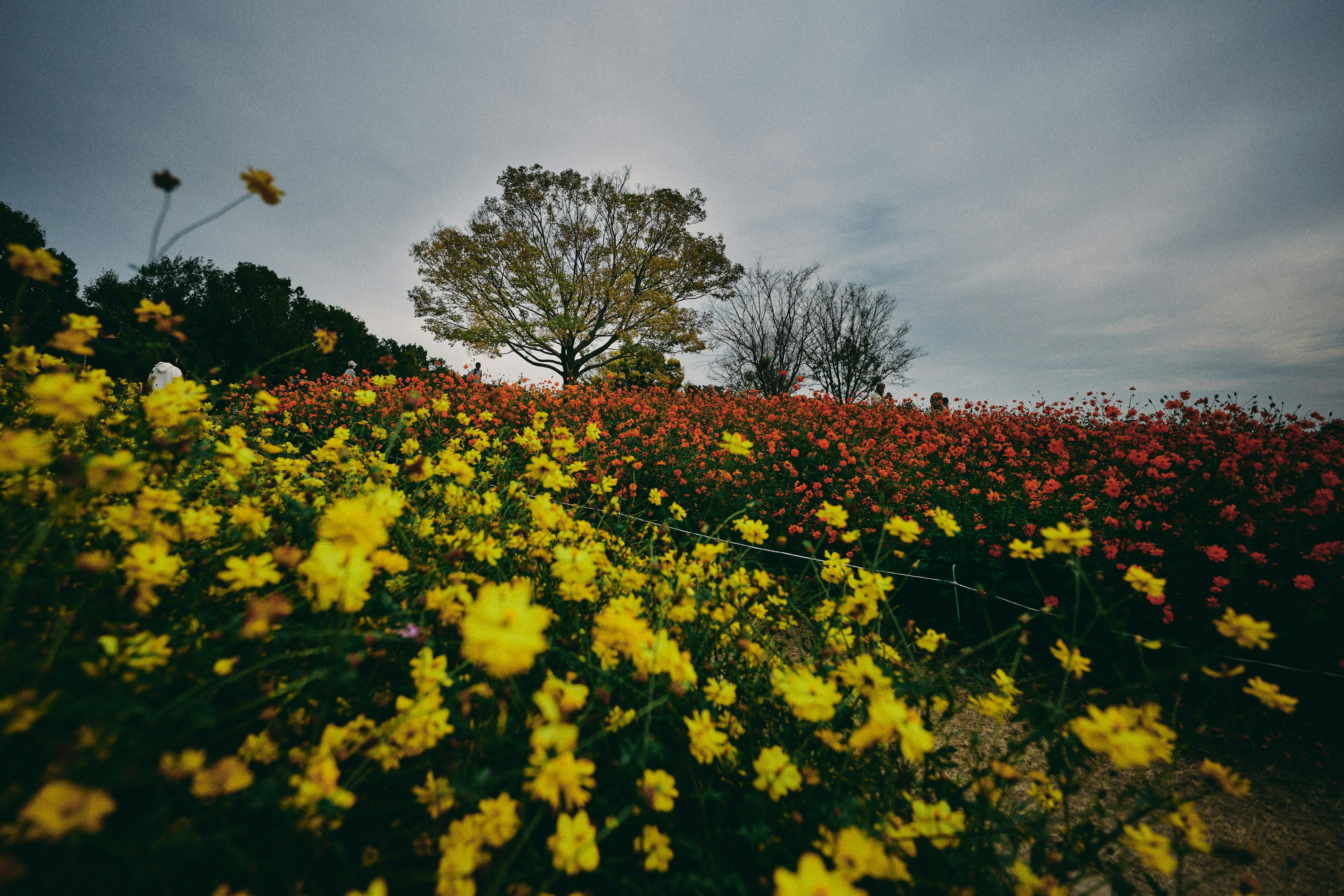 Landscape featuring vibrant yellow and red flowers under a cloudy sky