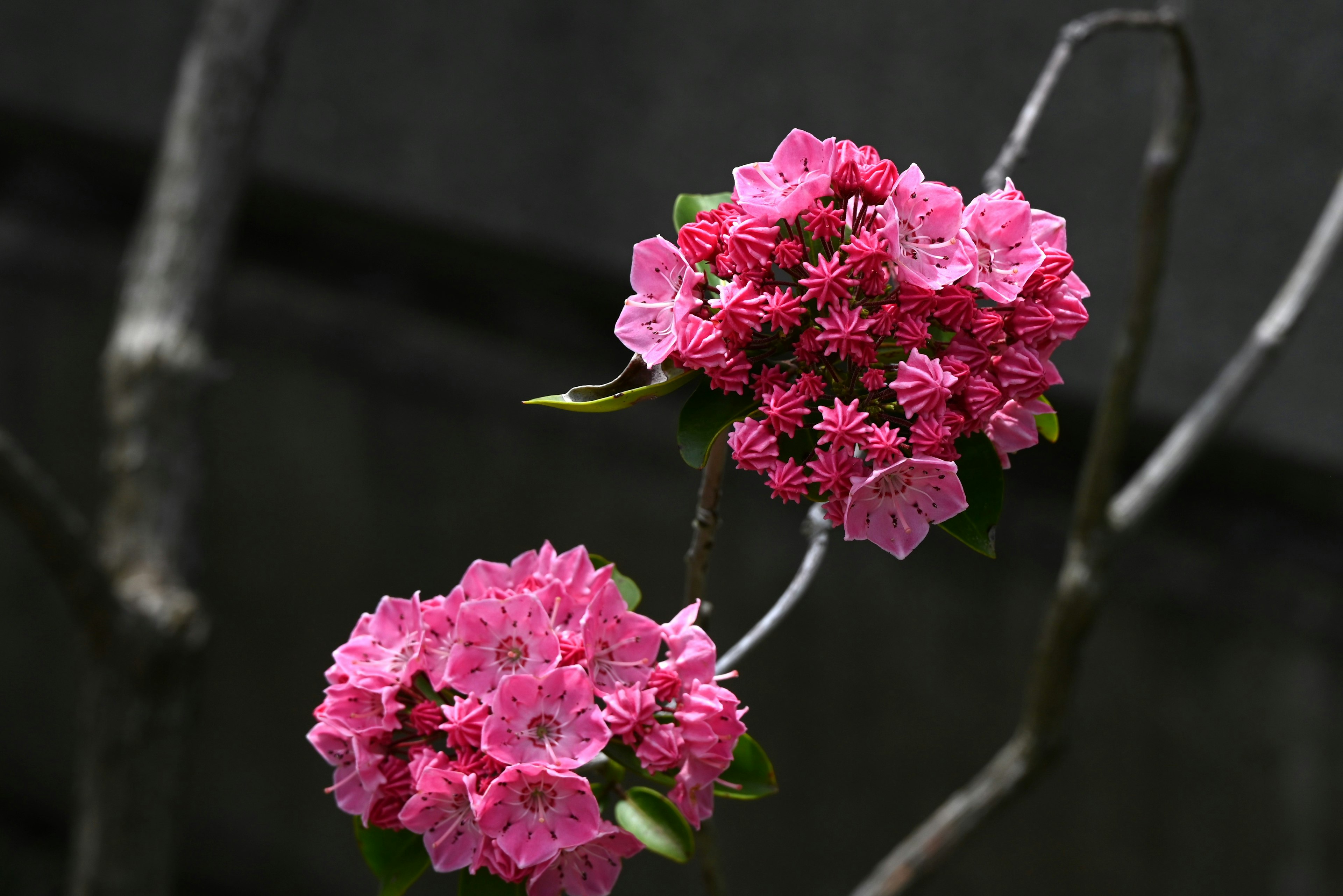 Close-up bunga pink mekar di dahan pohon