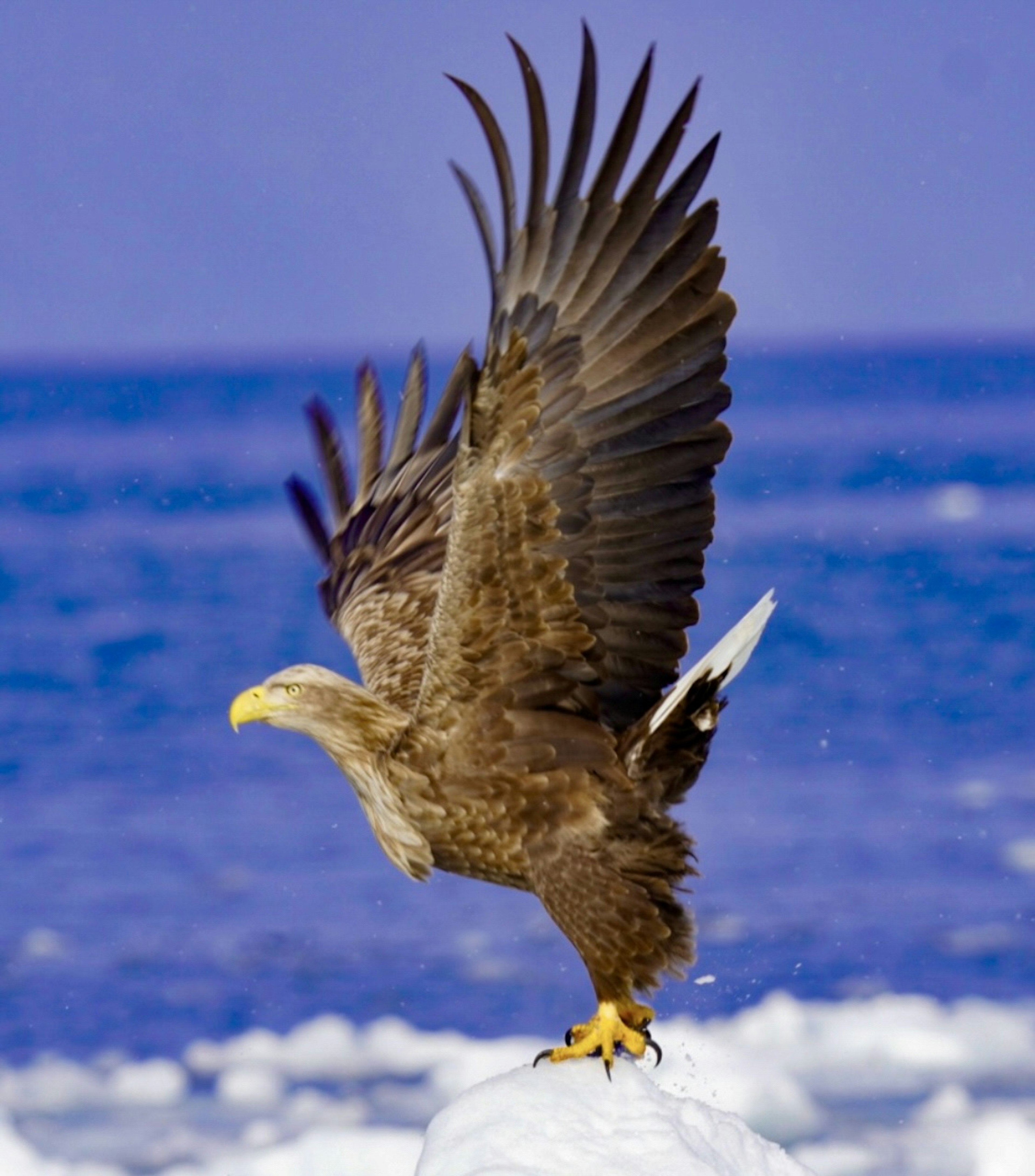 A large eagle spreading its wings while standing on ice