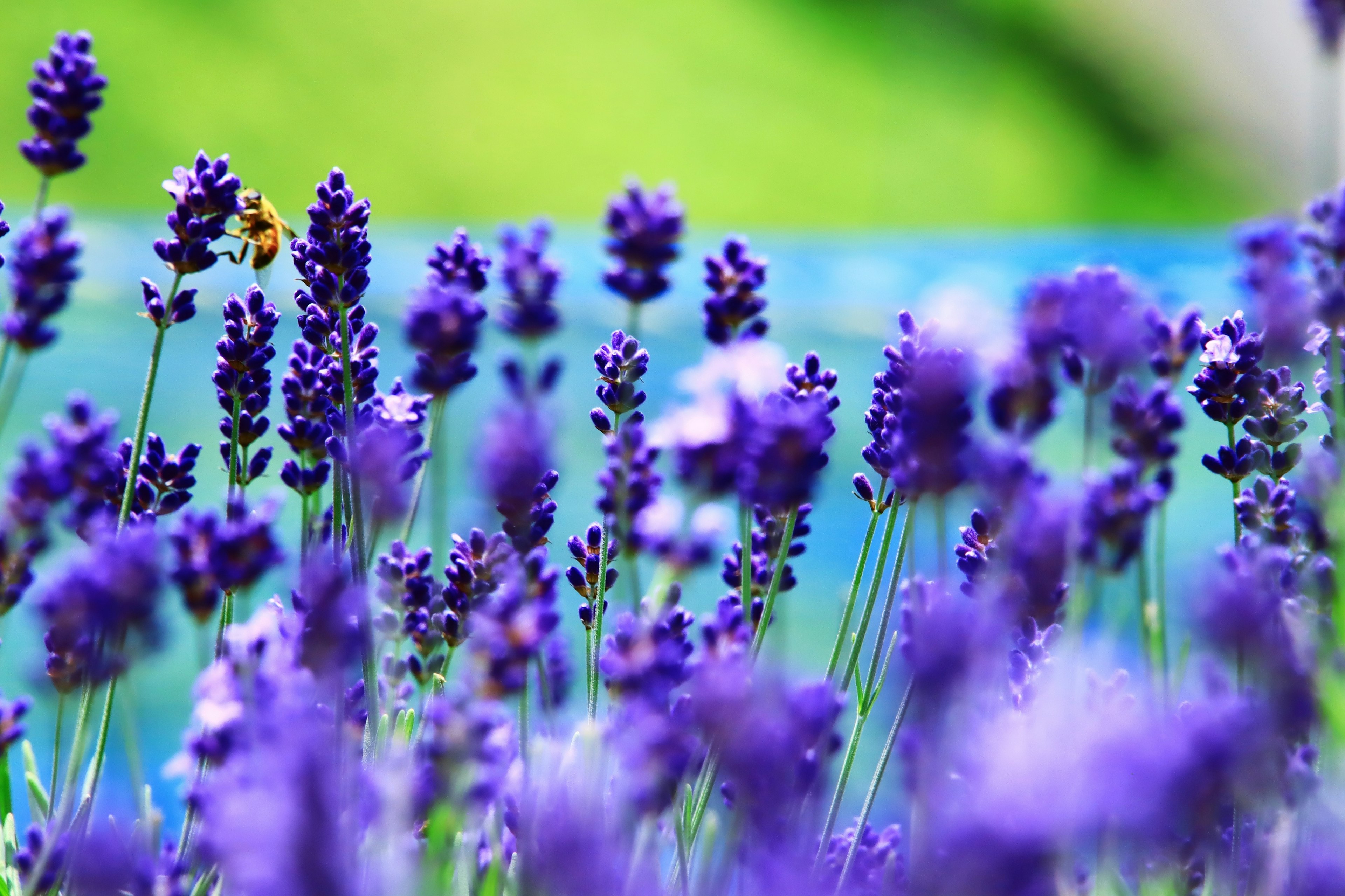 Champs de fleurs de lavande violette en fleurs avec un arrière-plan vert flou