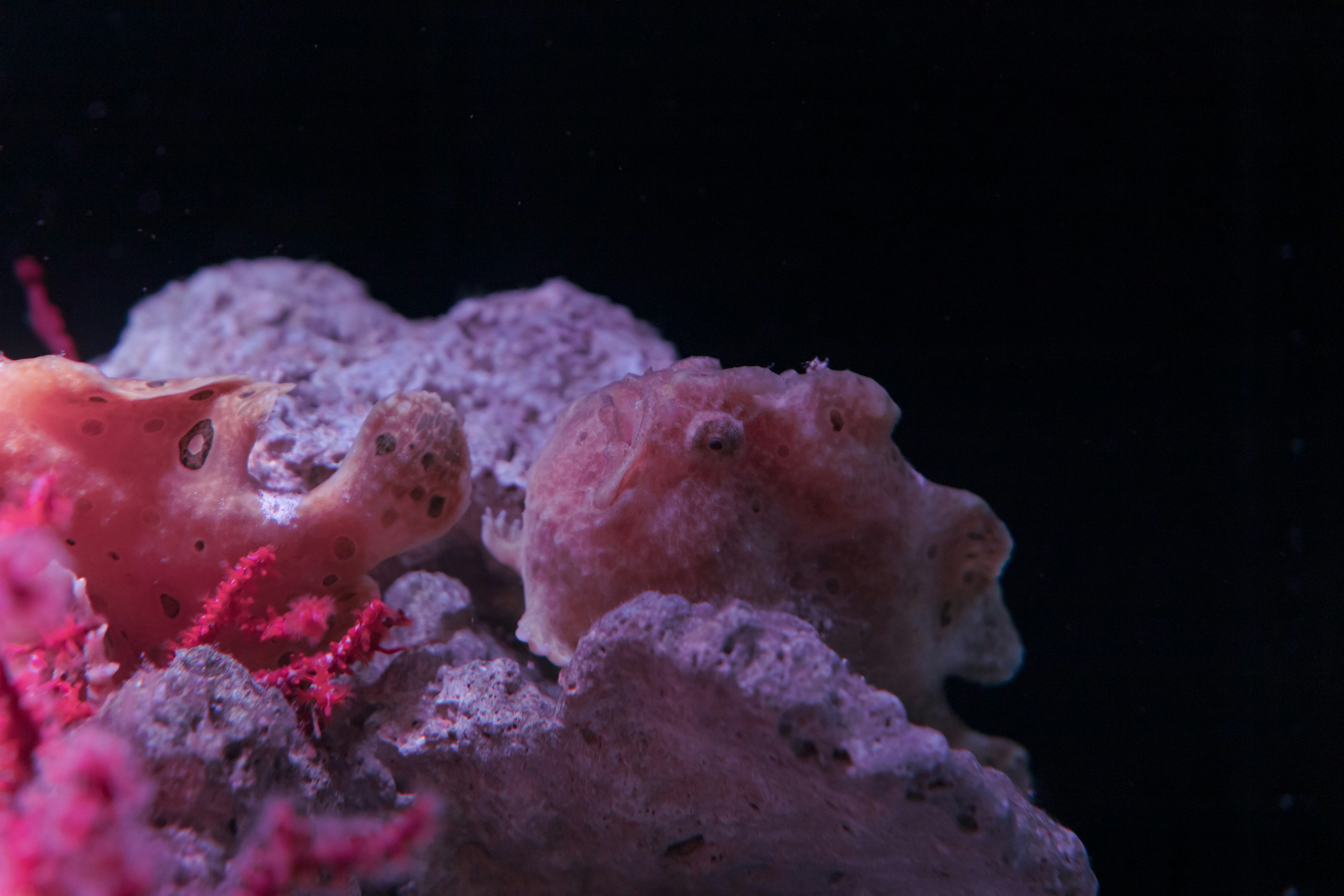 水中のサンゴと一緒にいる二匹の小さなタコの近接ショット