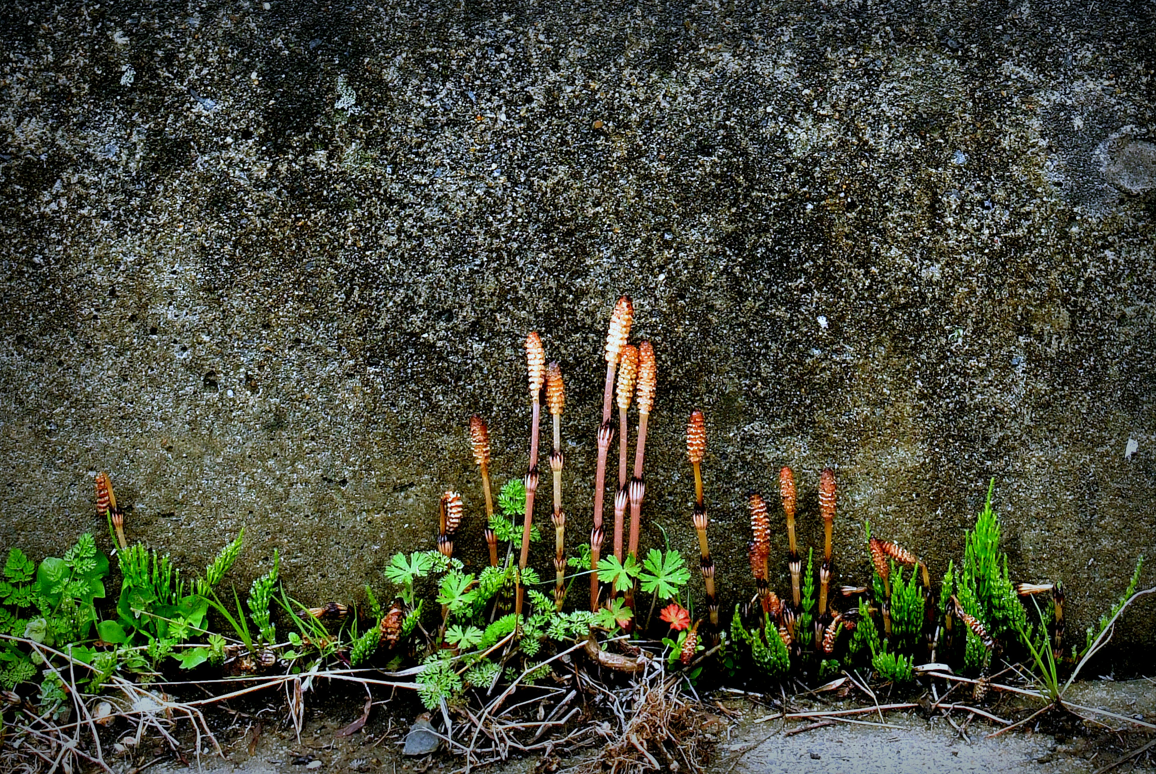 Plantes vertes et jeunes pousses émergeant d'une fissure dans un mur en béton