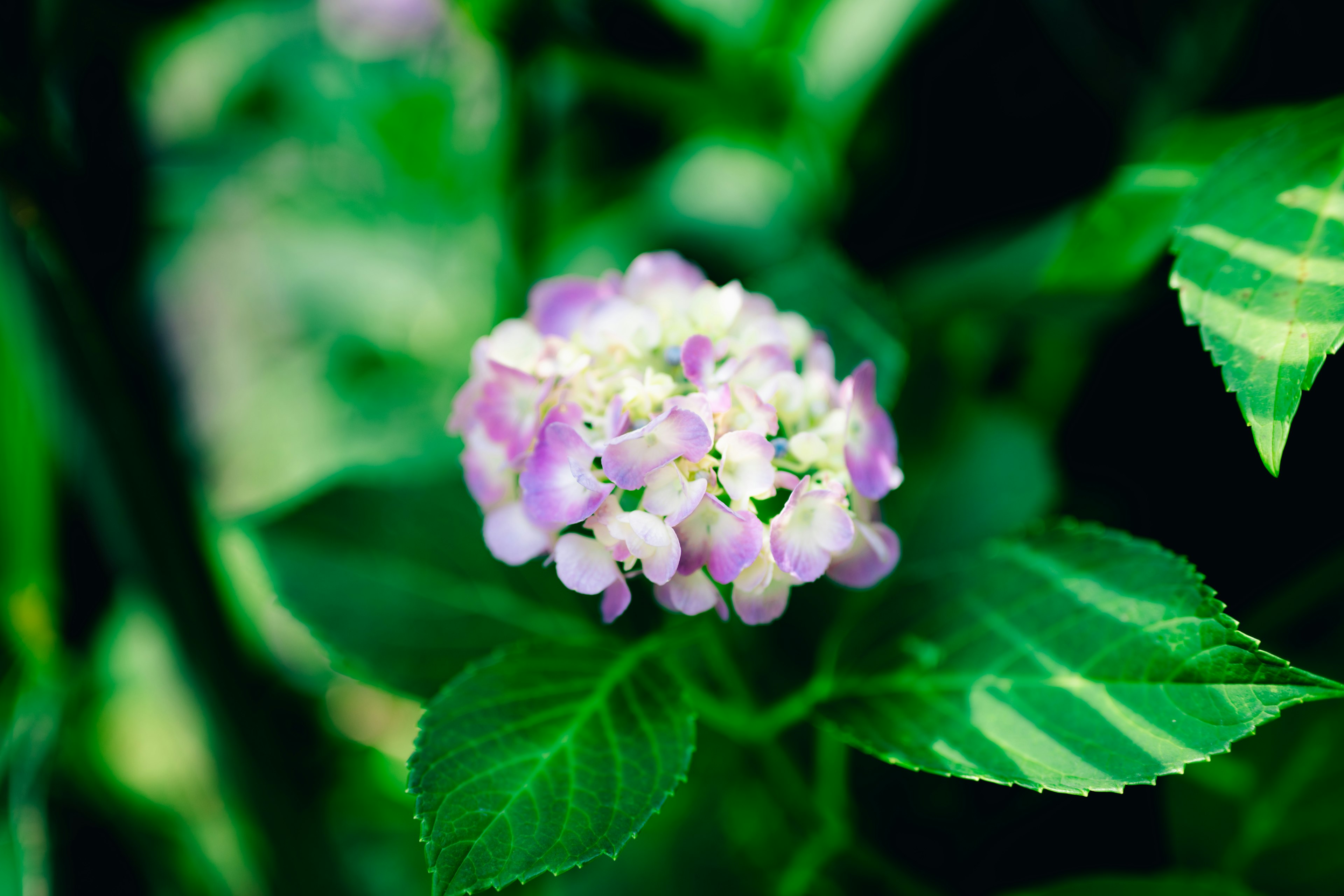 緑の葉の間に咲く紫色の花のクローズアップ