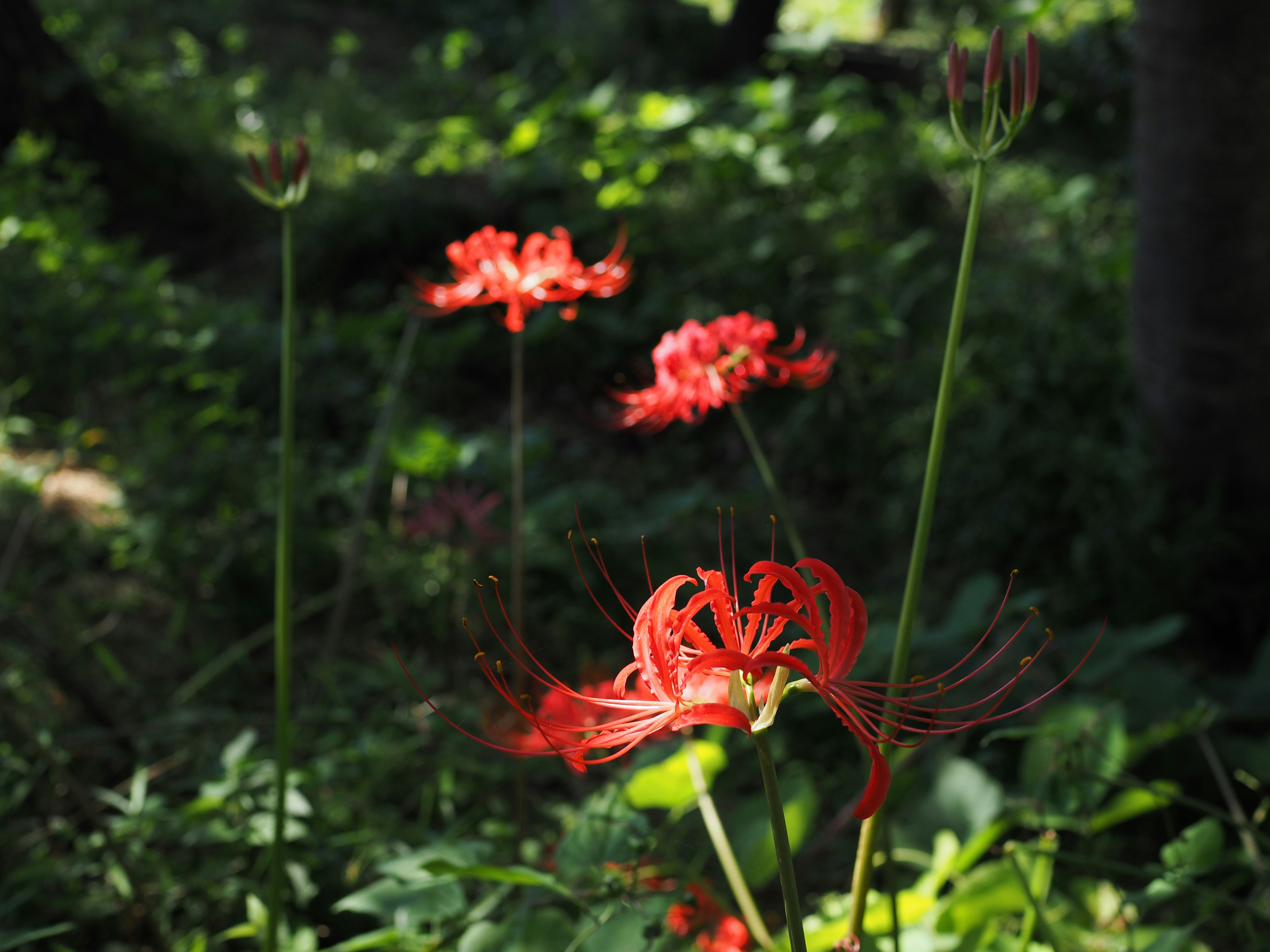 Paysage magnifique avec des lys araignées rouges sur un fond vert