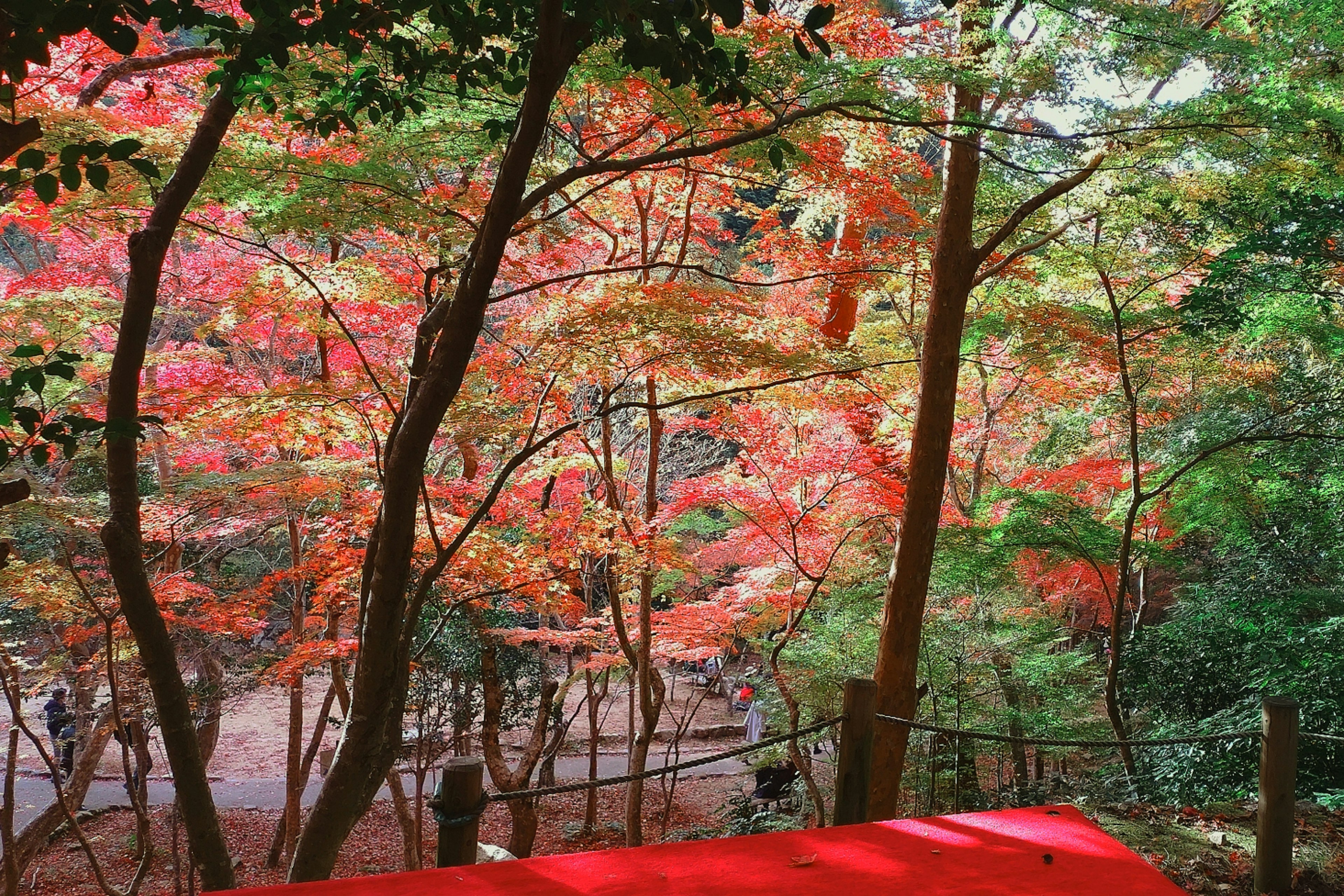 Forest view with colorful autumn leaves from above a red cloth