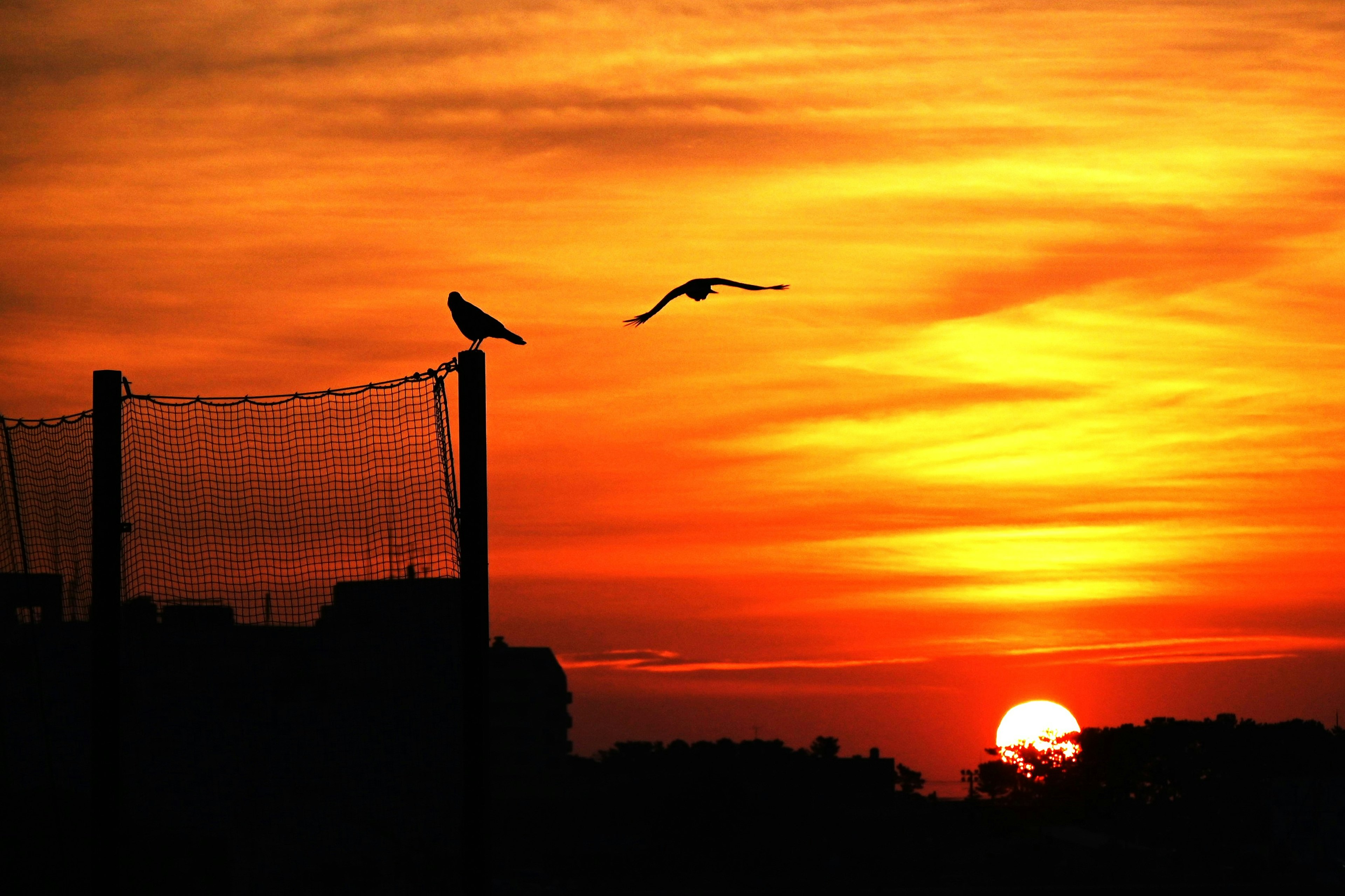 Vögel fliegen gegen einen lebhaften orange-roten Sonnenuntergangshimmel