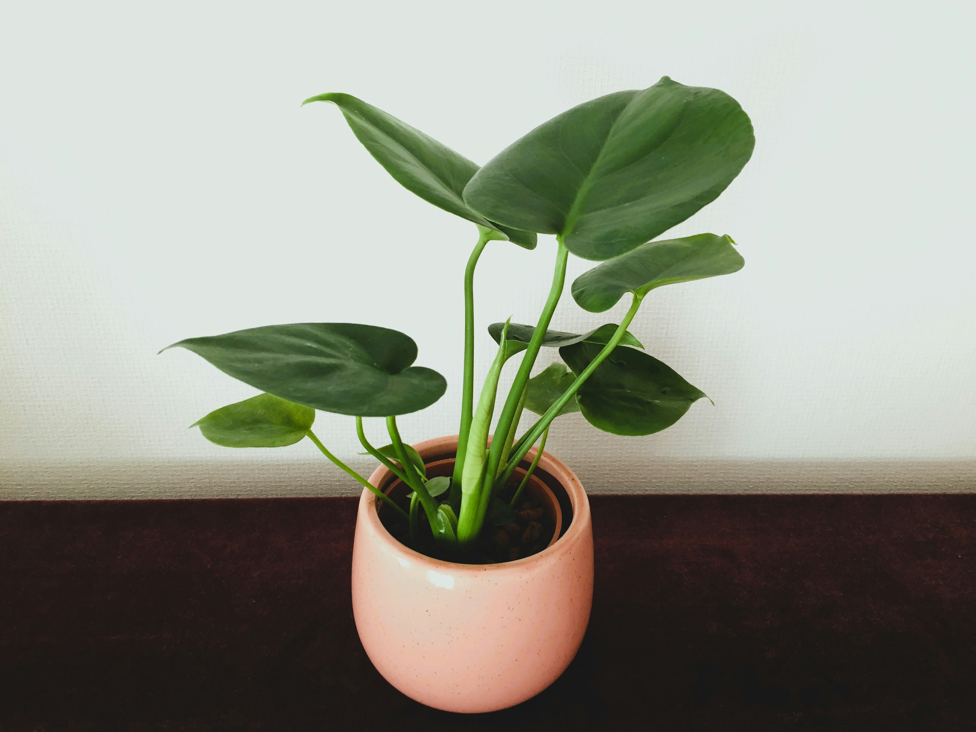 Potted monstera plant with green leaves in a pink pot