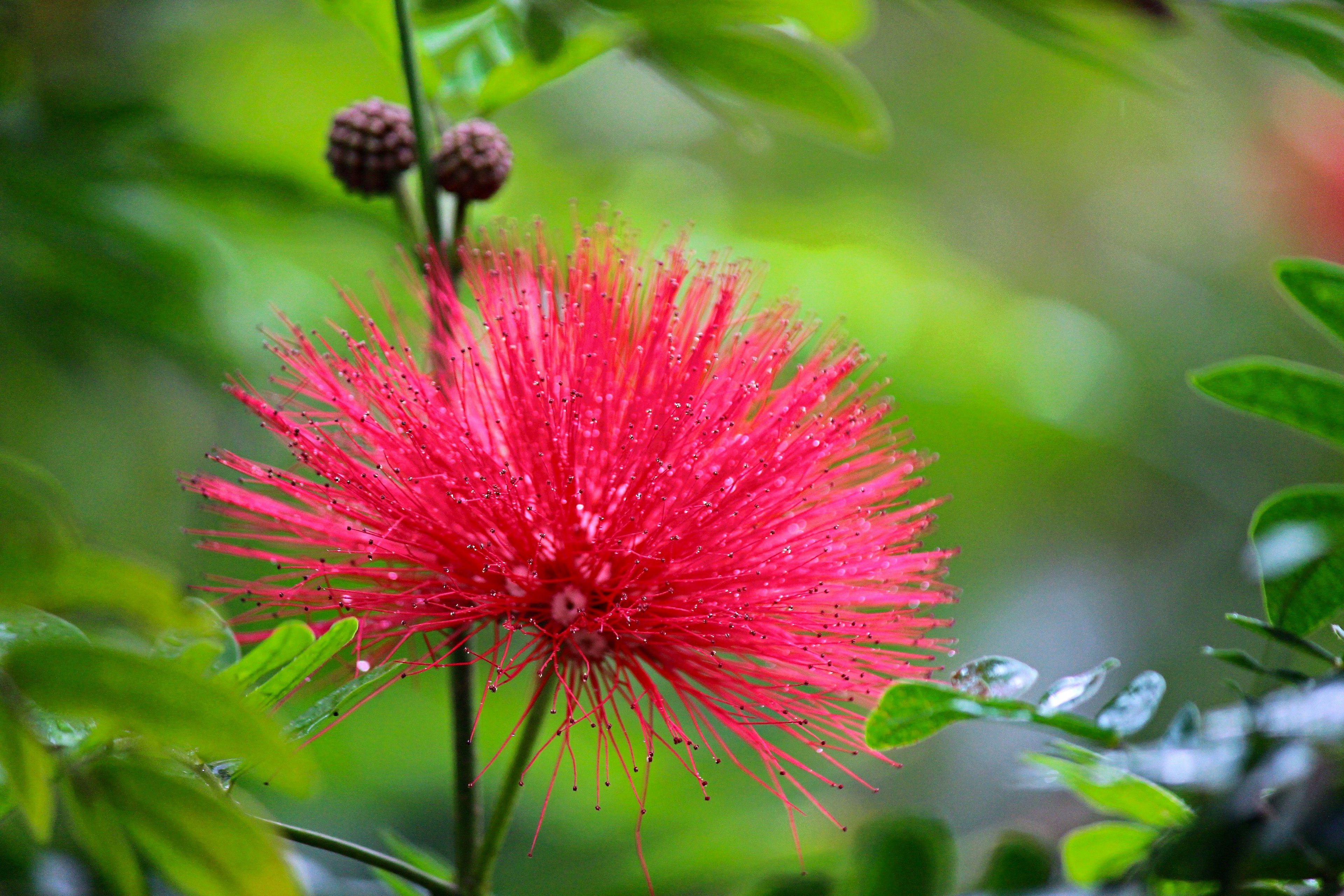 Flor roja vibrante rodeada de hojas verdes