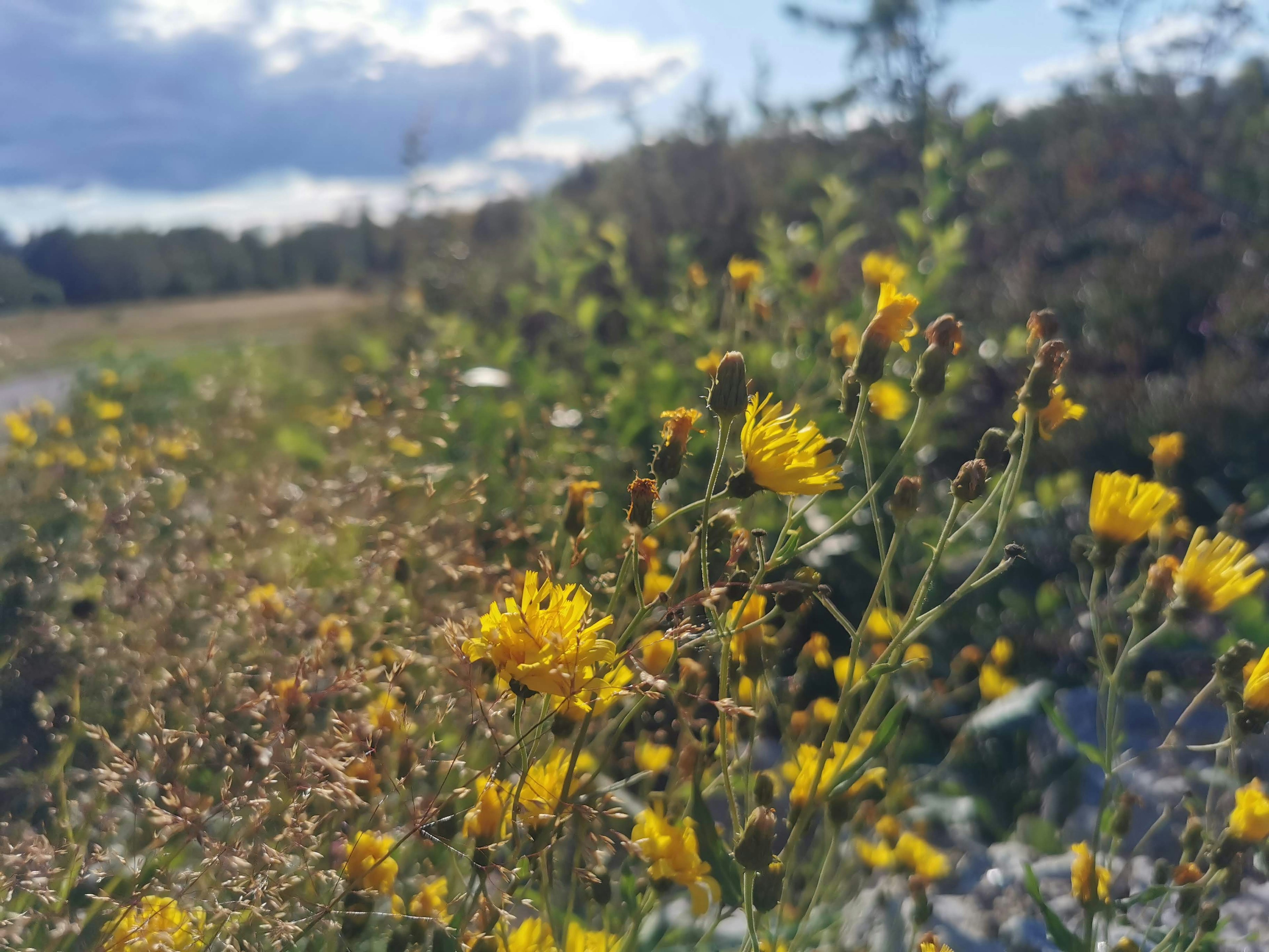 黄色い花が咲く道端の風景