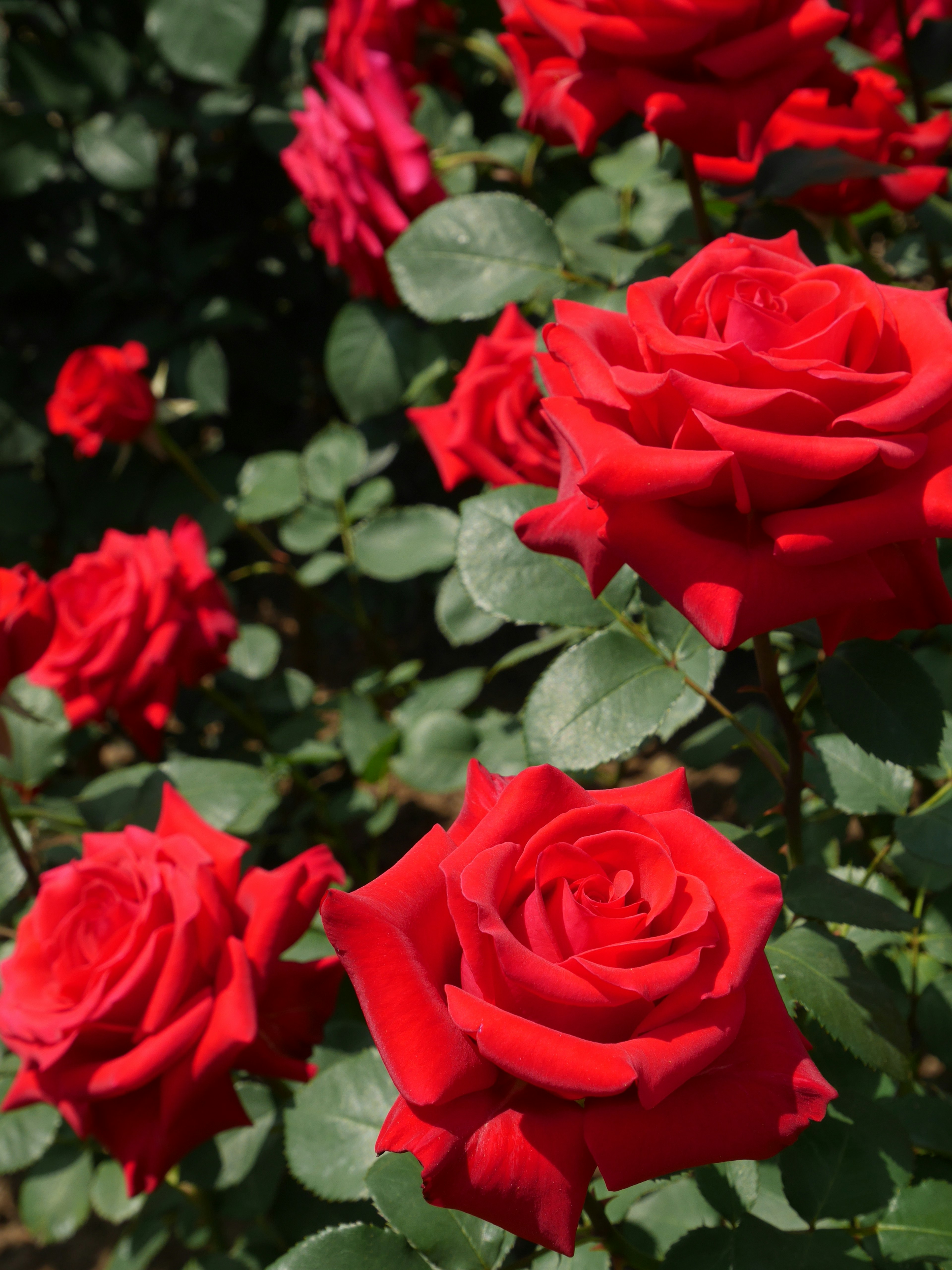 A vibrant display of red roses in a garden setting