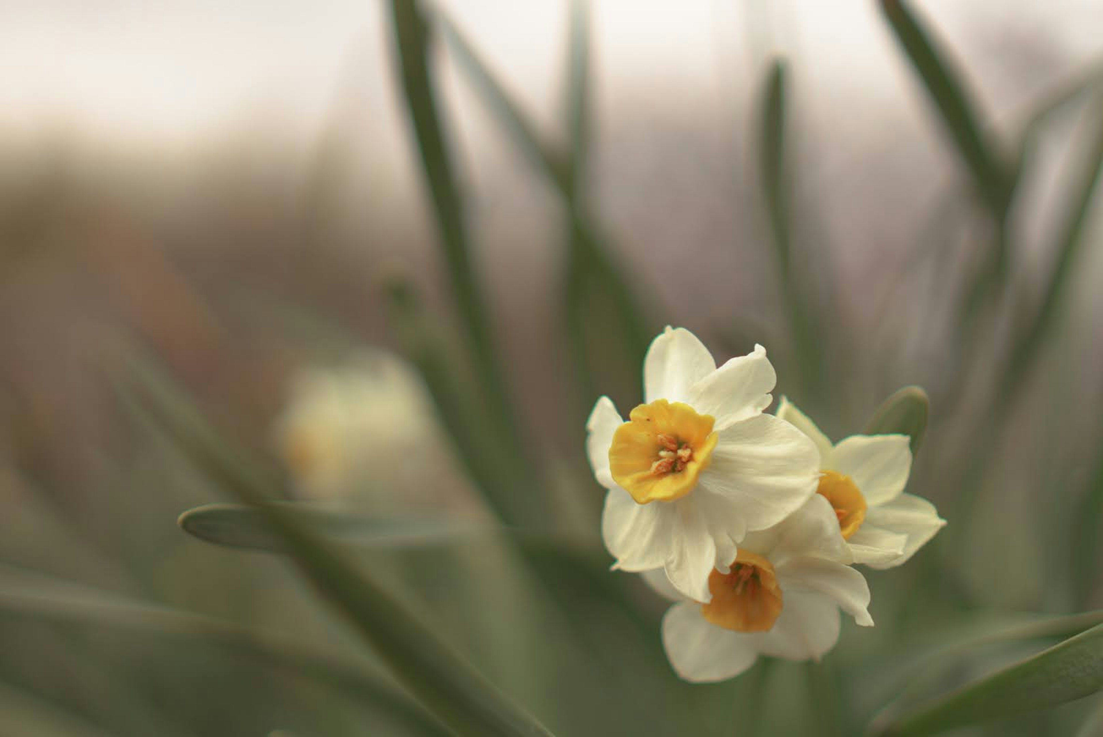 Bella scena di fiori di narciso giallo pallido che fioriscono tra foglie verdi