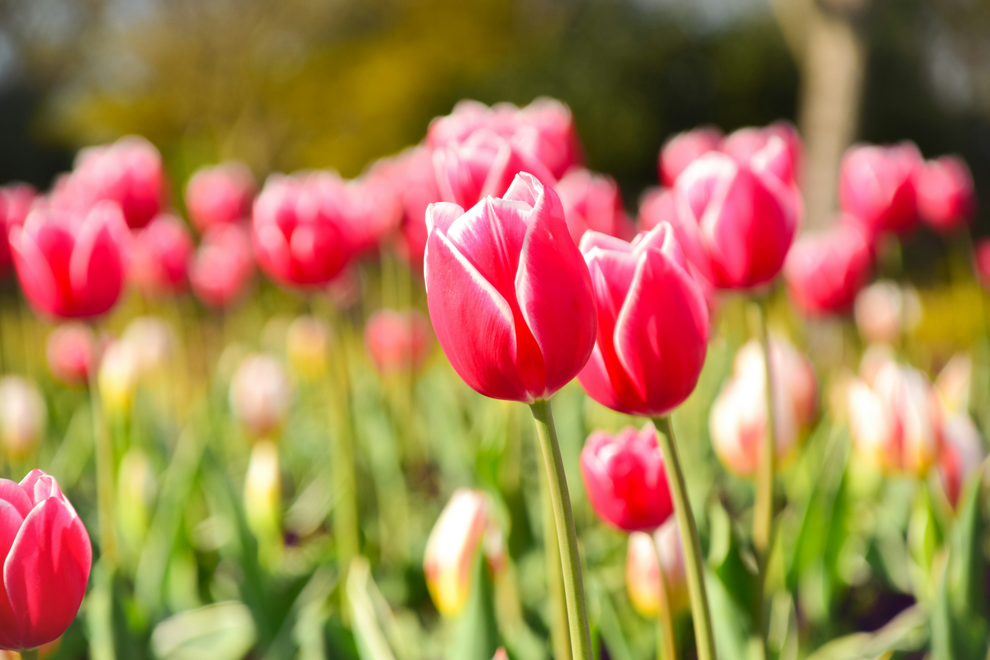 Lebendige rosa Tulpen blühen in einem Blumenfeld