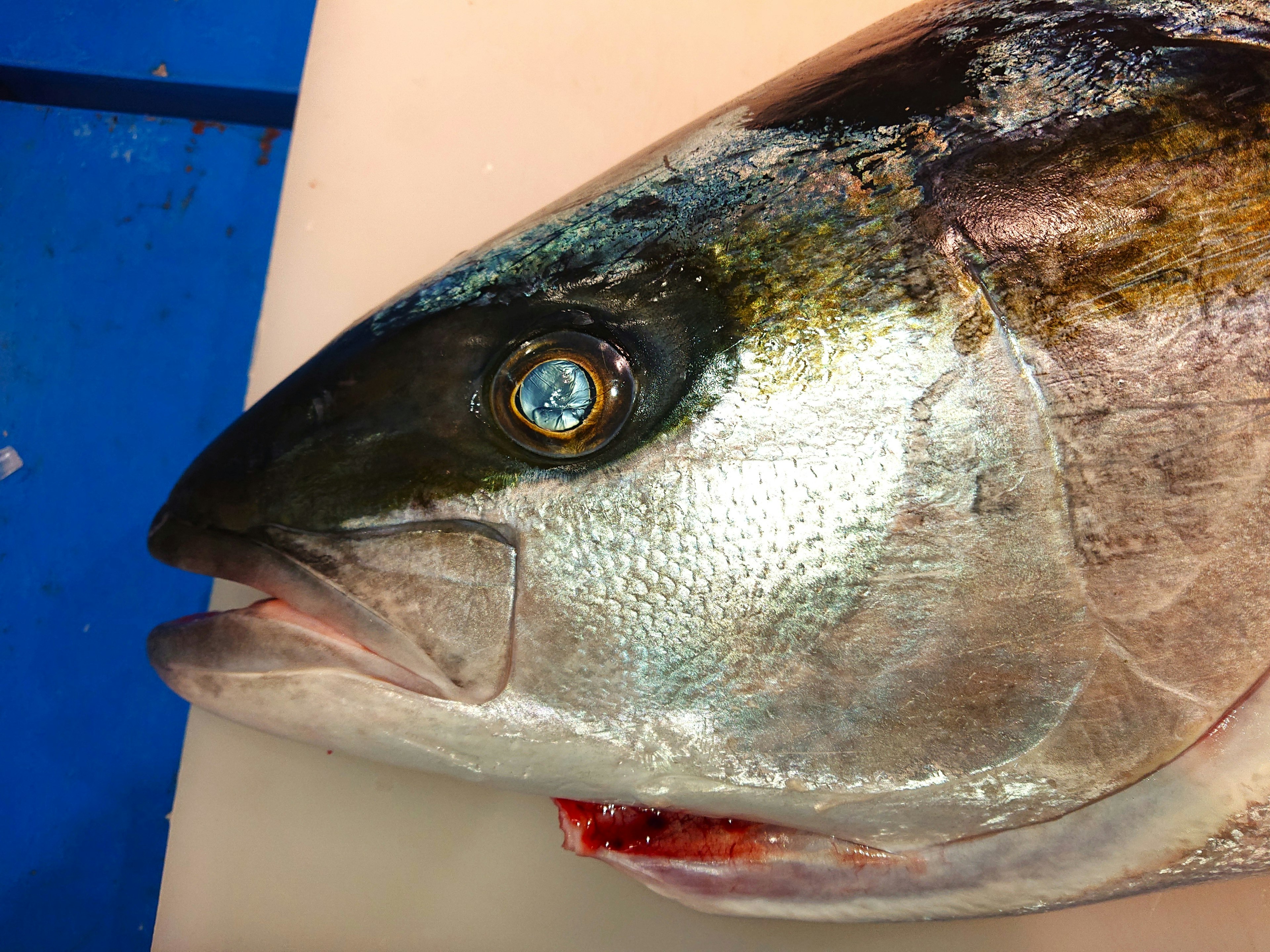 Close-up kepala ikan di atas papan pemotong dengan latar belakang biru