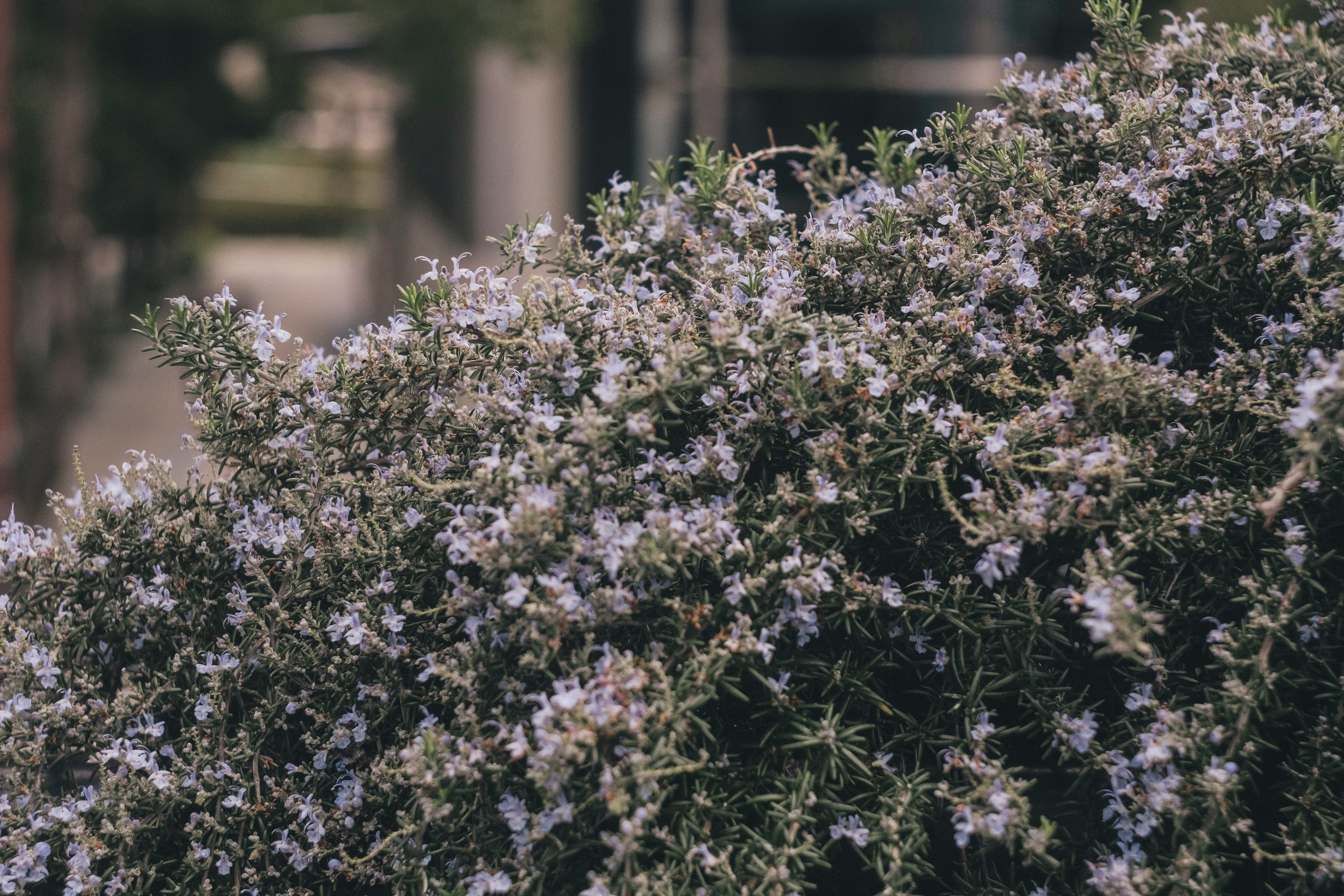 Gros plan d'un arbuste vert avec des fleurs blanches