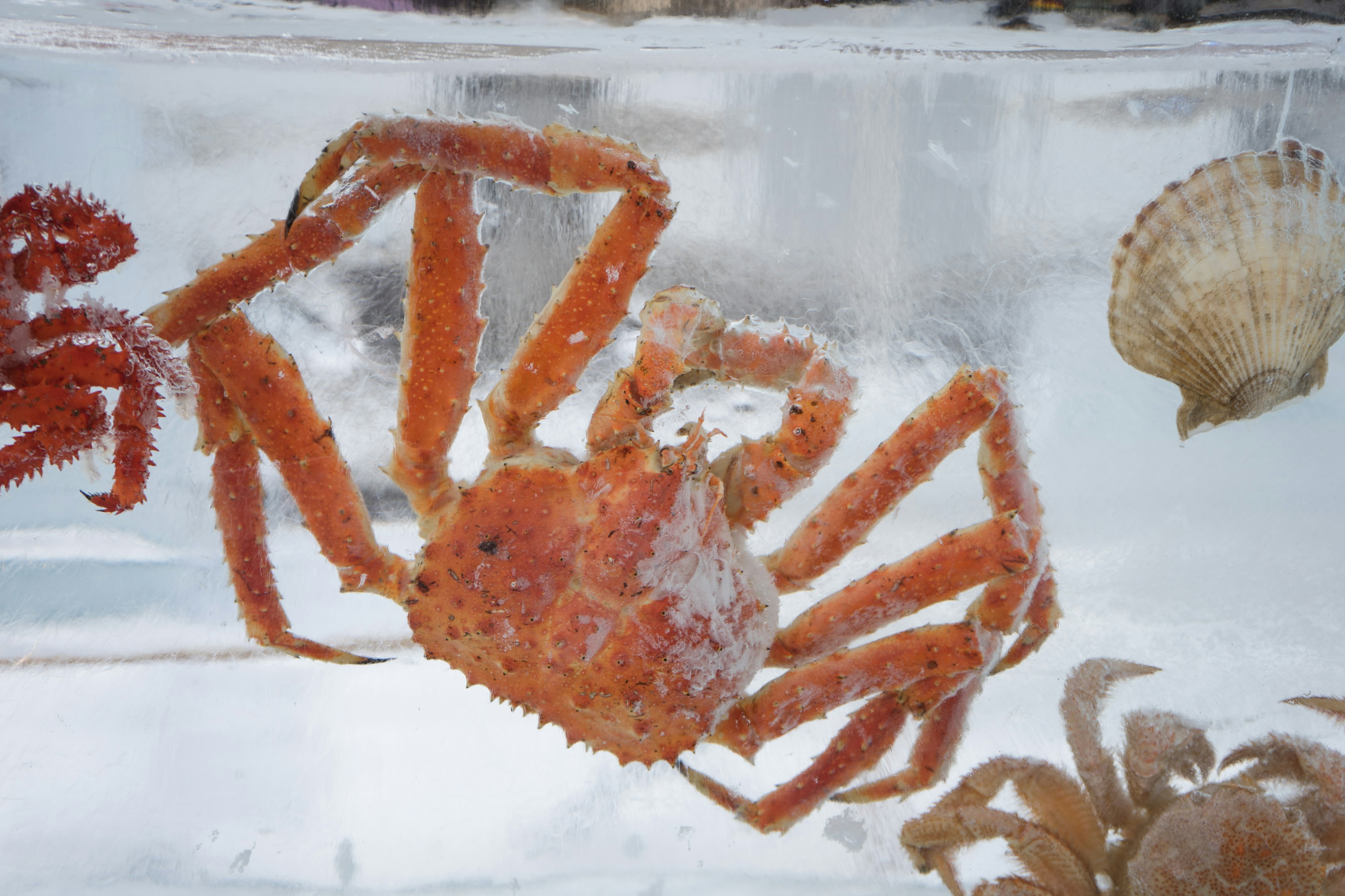 Orange crab trapped in ice with shells in background