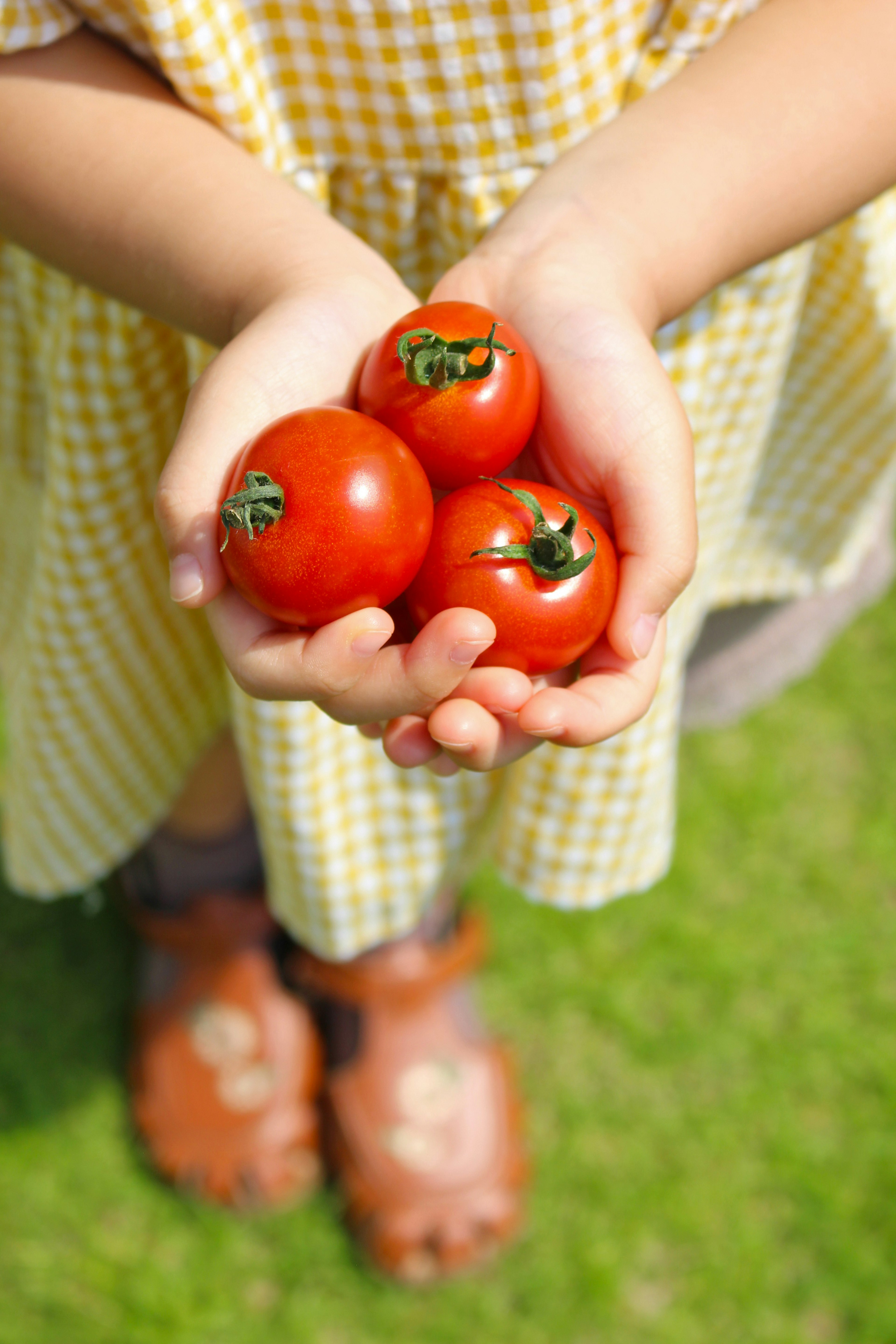 Bambino che tiene tre pomodori rossi nelle mani