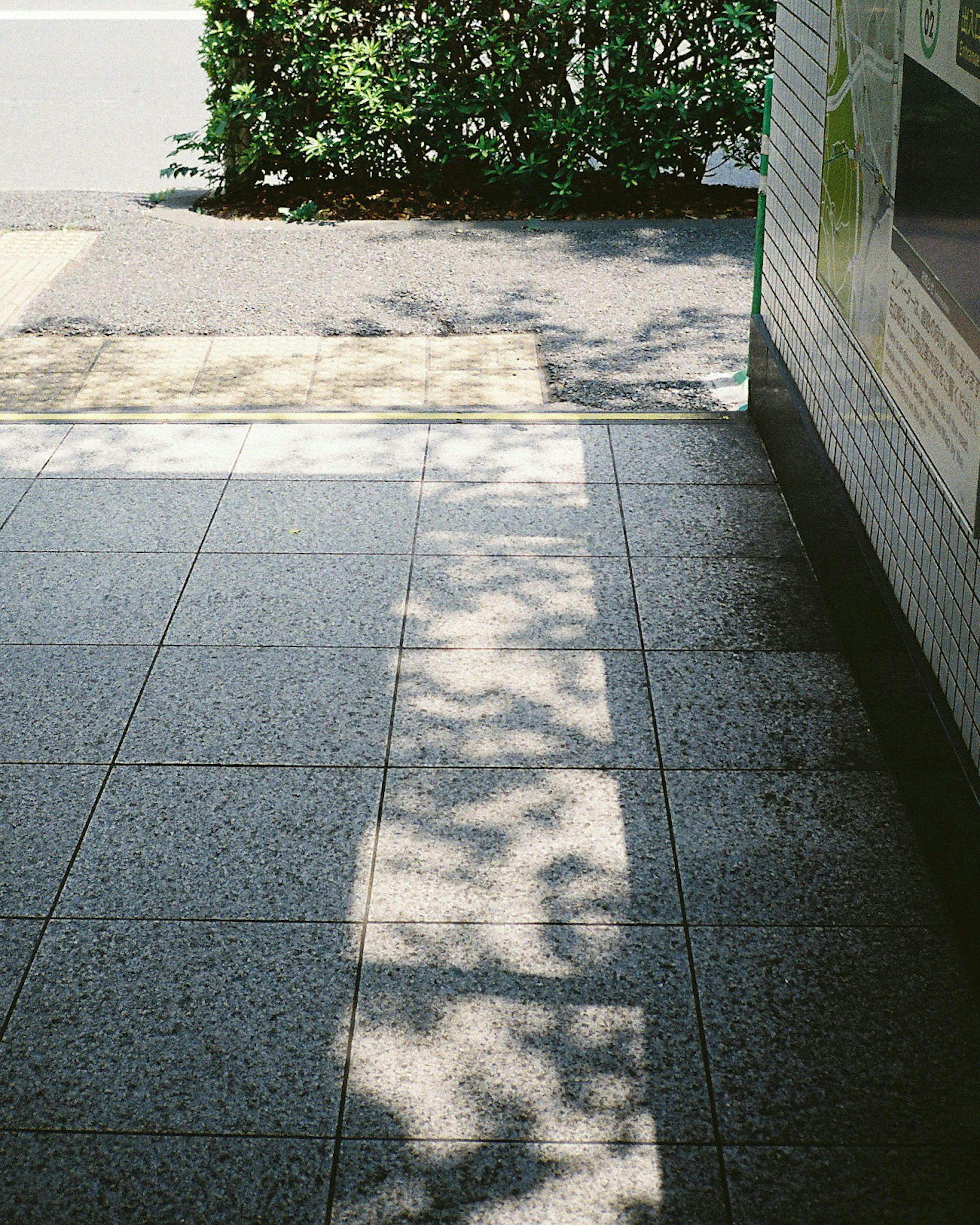 Schatten von Blättern auf einem gepflasterten Gehweg mit grünem Laub im Hintergrund