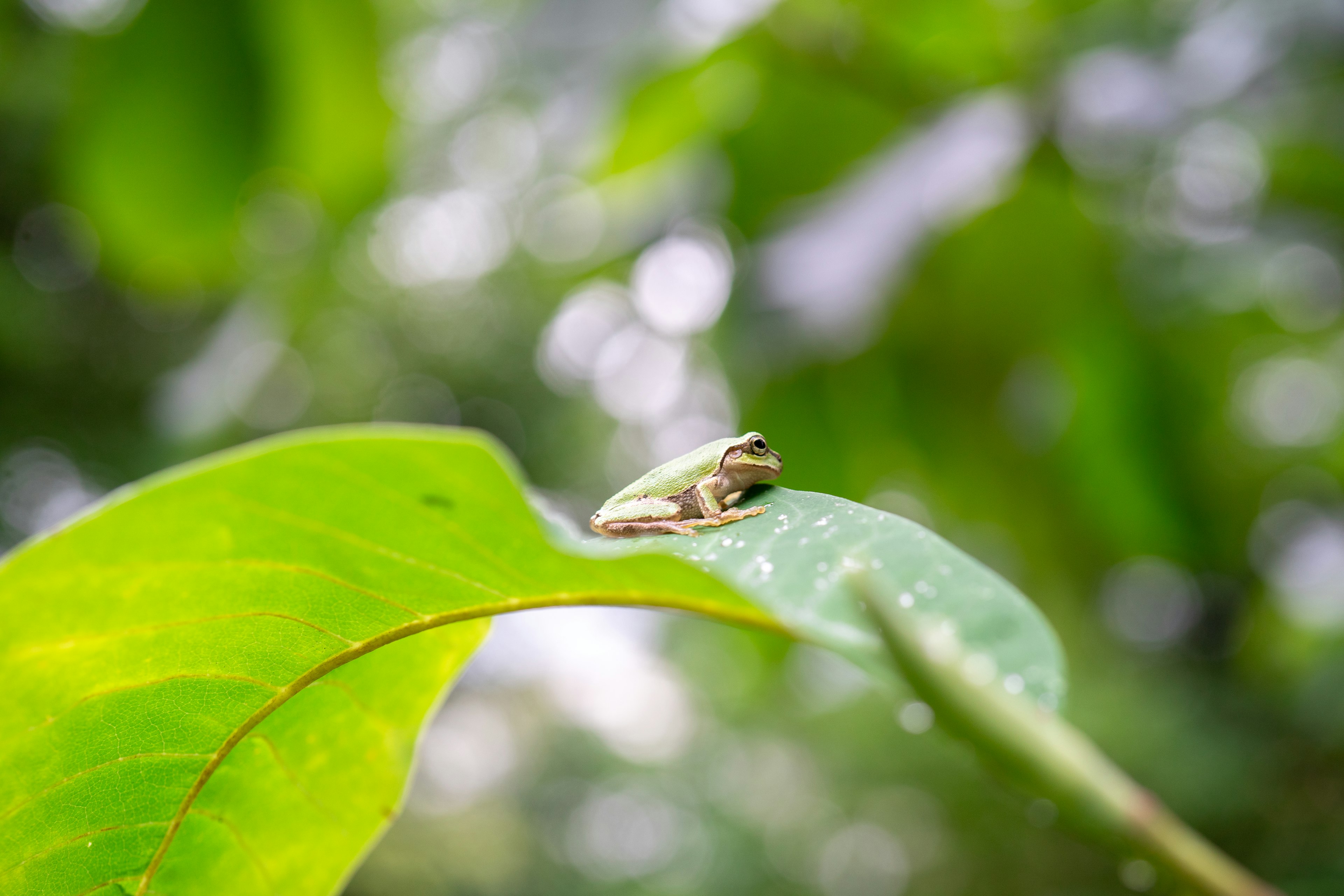 Una piccola rana su una foglia con sfondo verde e effetto sfocato