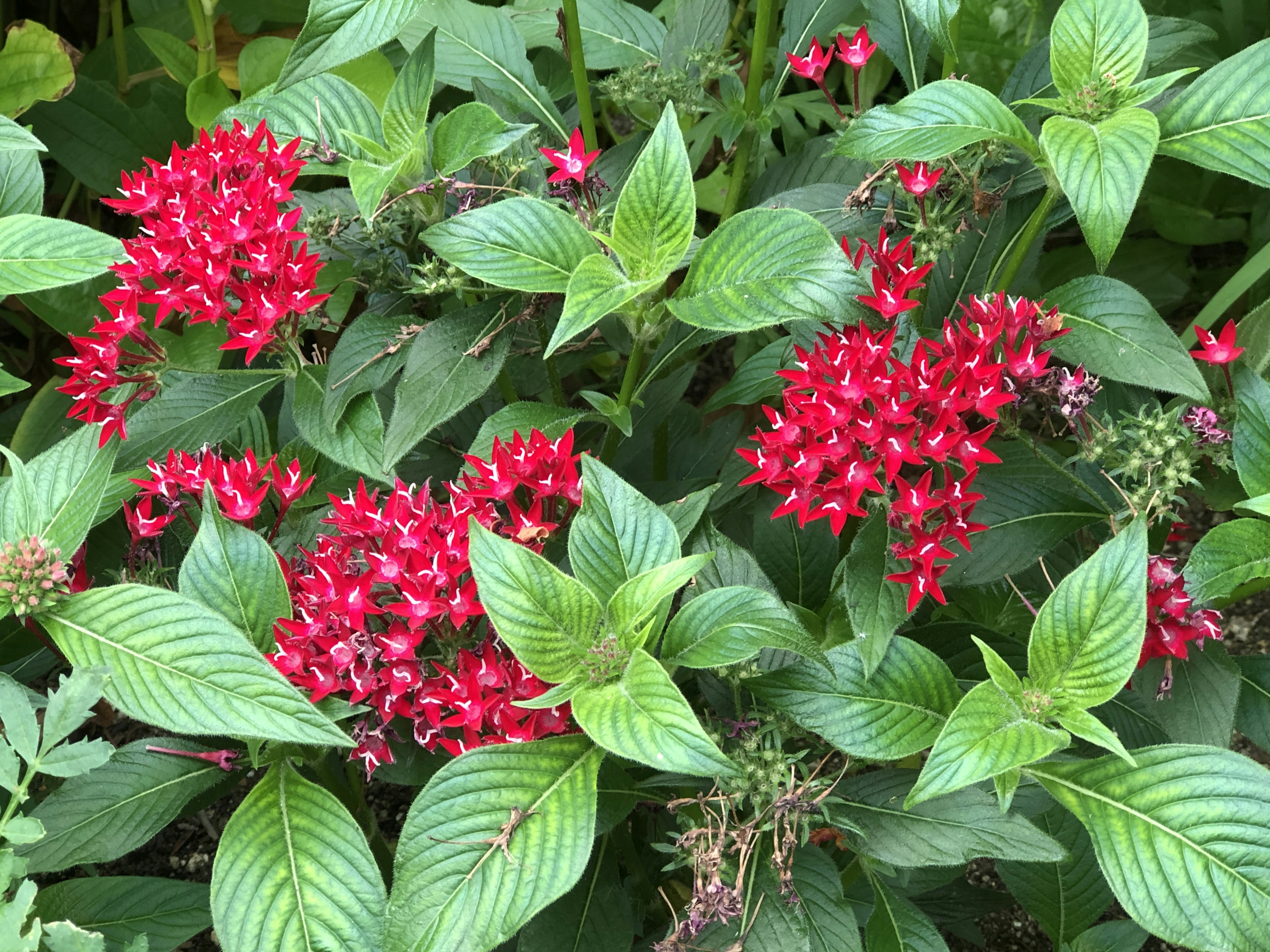 Bunga merah cerah mekar di antara daun hijau subur