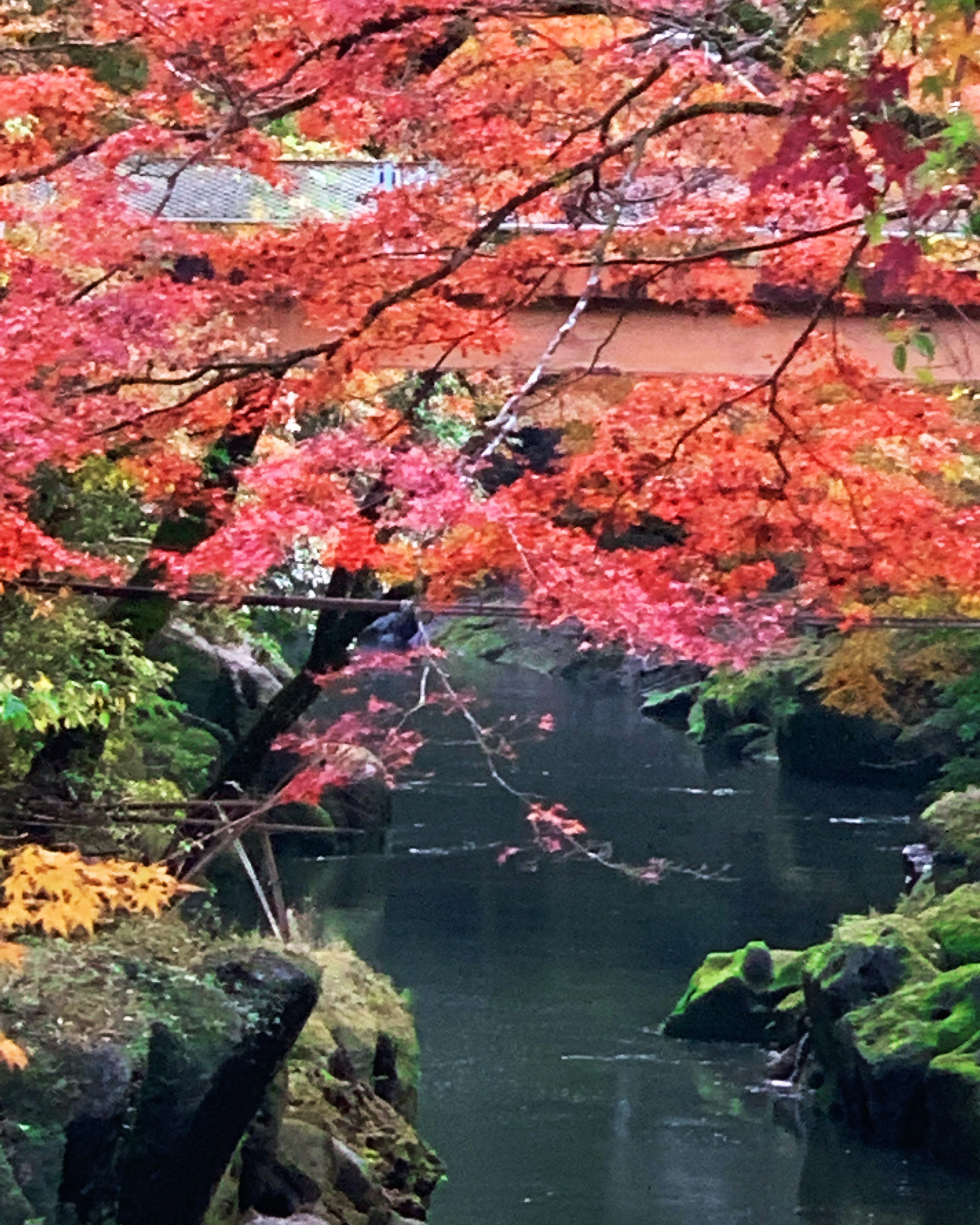 紅葉した木々が水面に映る静かな川の風景